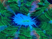 Cynarina Premium IceBite