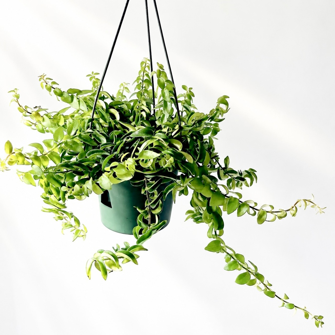 エスキナンサス ラスタ カール葉 観葉植物 calm cafe