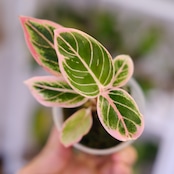 アグラオネマ ロータス ディライト / Aglaonema Lotus Delight⑤ / 観葉植物<育て方・花言葉>