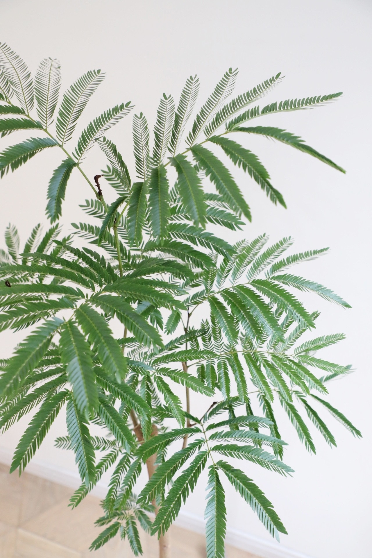 【渋谷区周辺エリア/配送料無料】【L/118cm】エバーフレッシュ /Pithecellobium confertum ever fresh