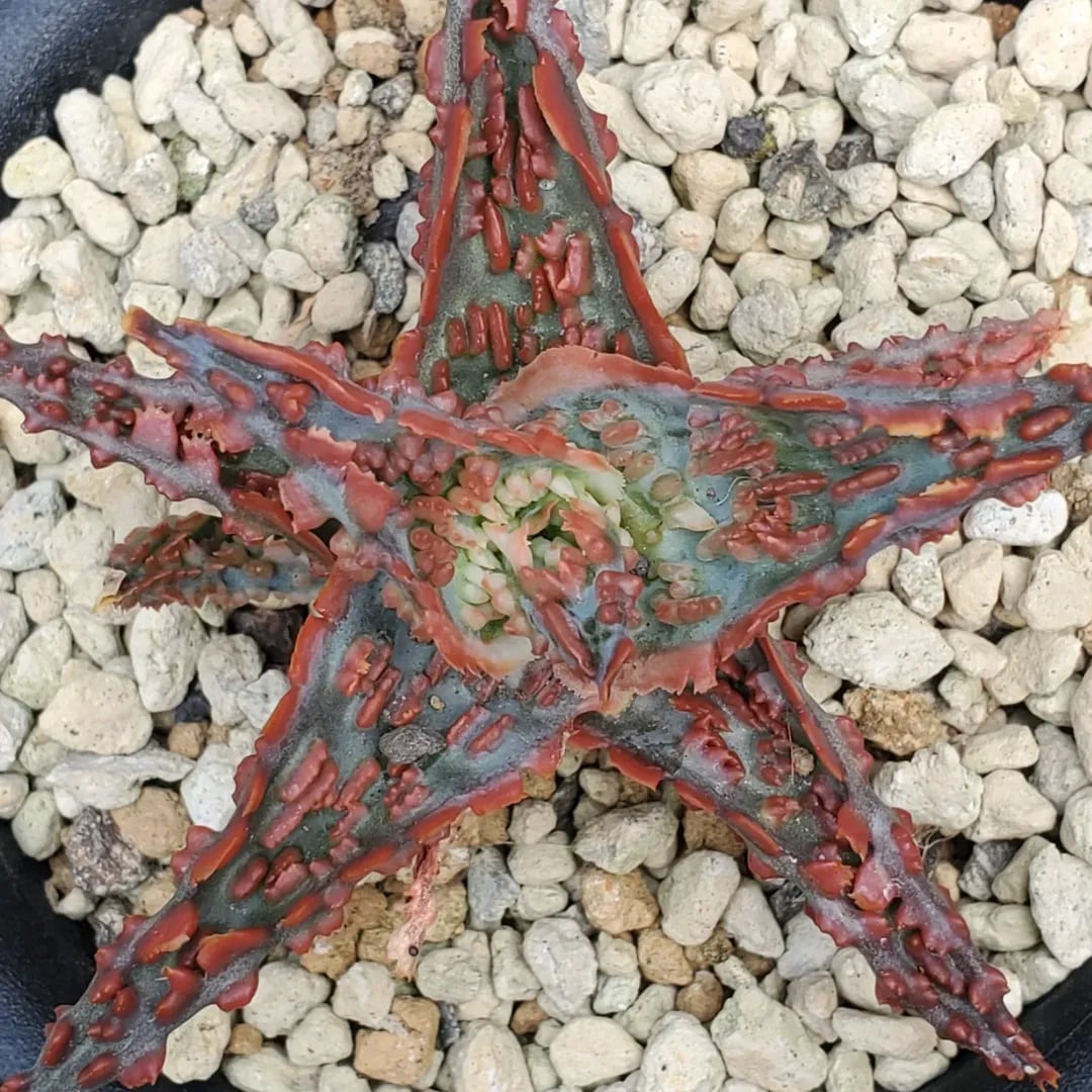 F00016_Aloe 'Lava'（TCT）：アロエ・ラヴァ（TCT） | レアプランツ