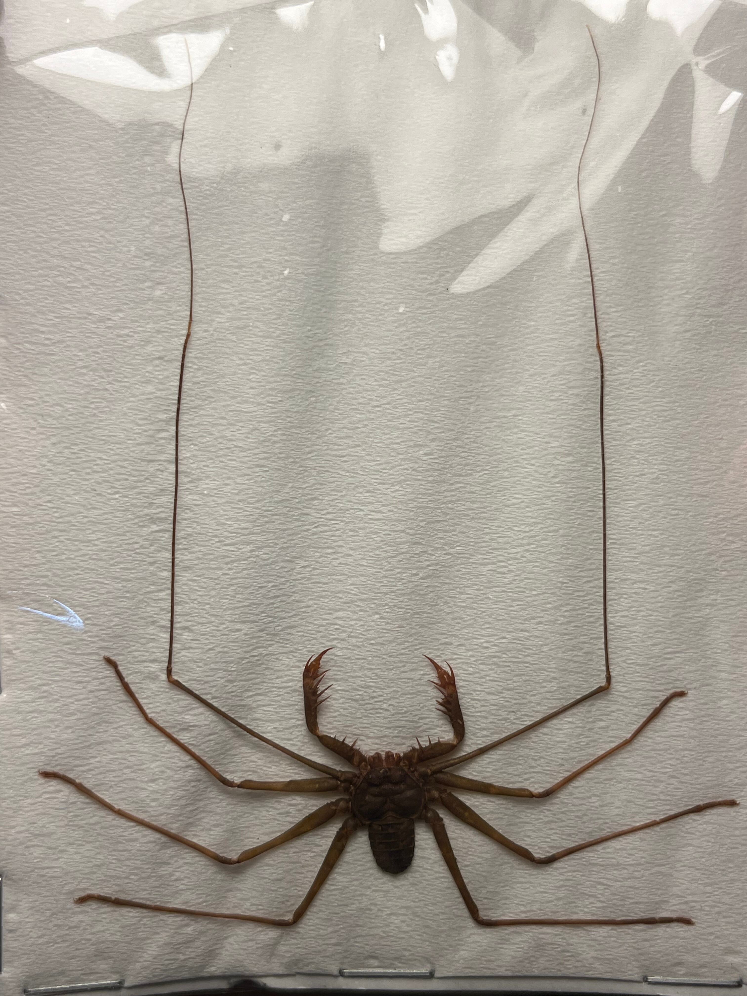 東南アジアのウデムシ標本 ムカデサソリヤスデカマキリマンティス