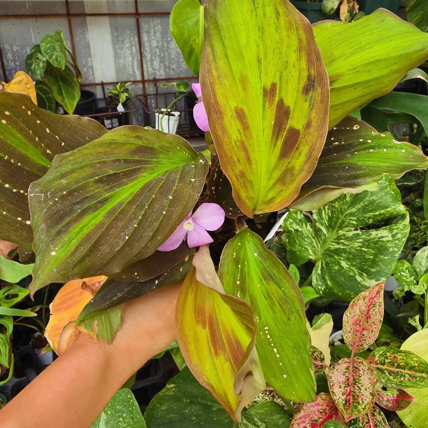 大株！Monstera deliciosa Bulbasaur | HAPPAX