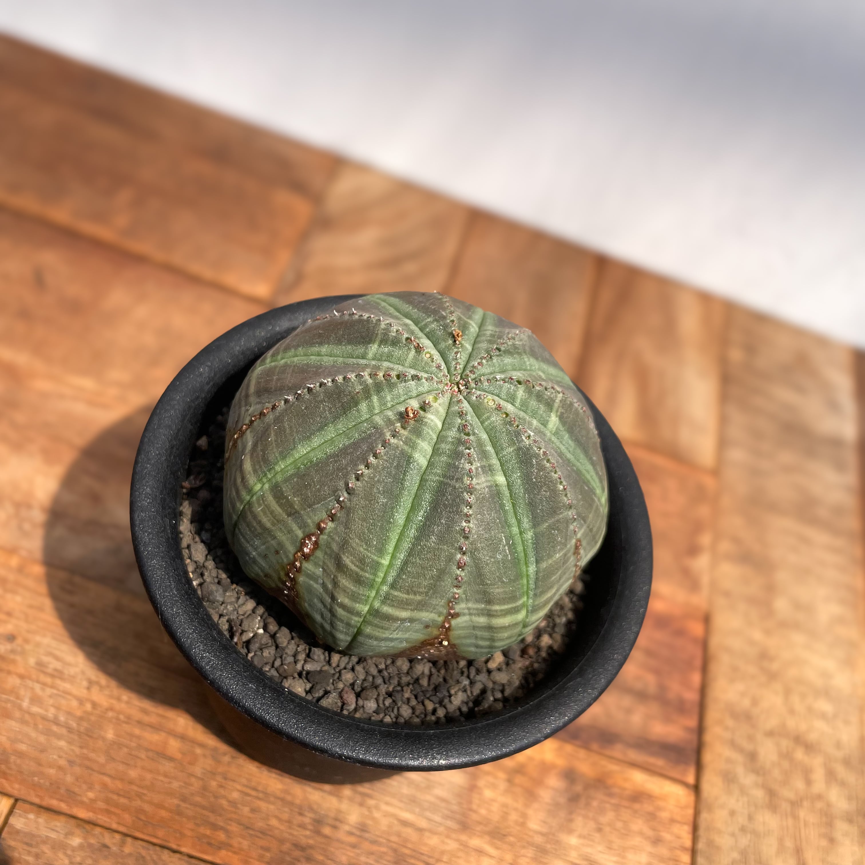 確認用　オベサ実生　ユーフォルビア Euphorbia obesa【ユーフォルビア・オベサ・実生】 | RIMO'S