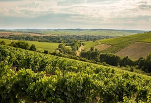 VT違い【ラ・シャブリジェンヌ】 シャブリ プルミエ・クリュ ヴァイヨン 2020