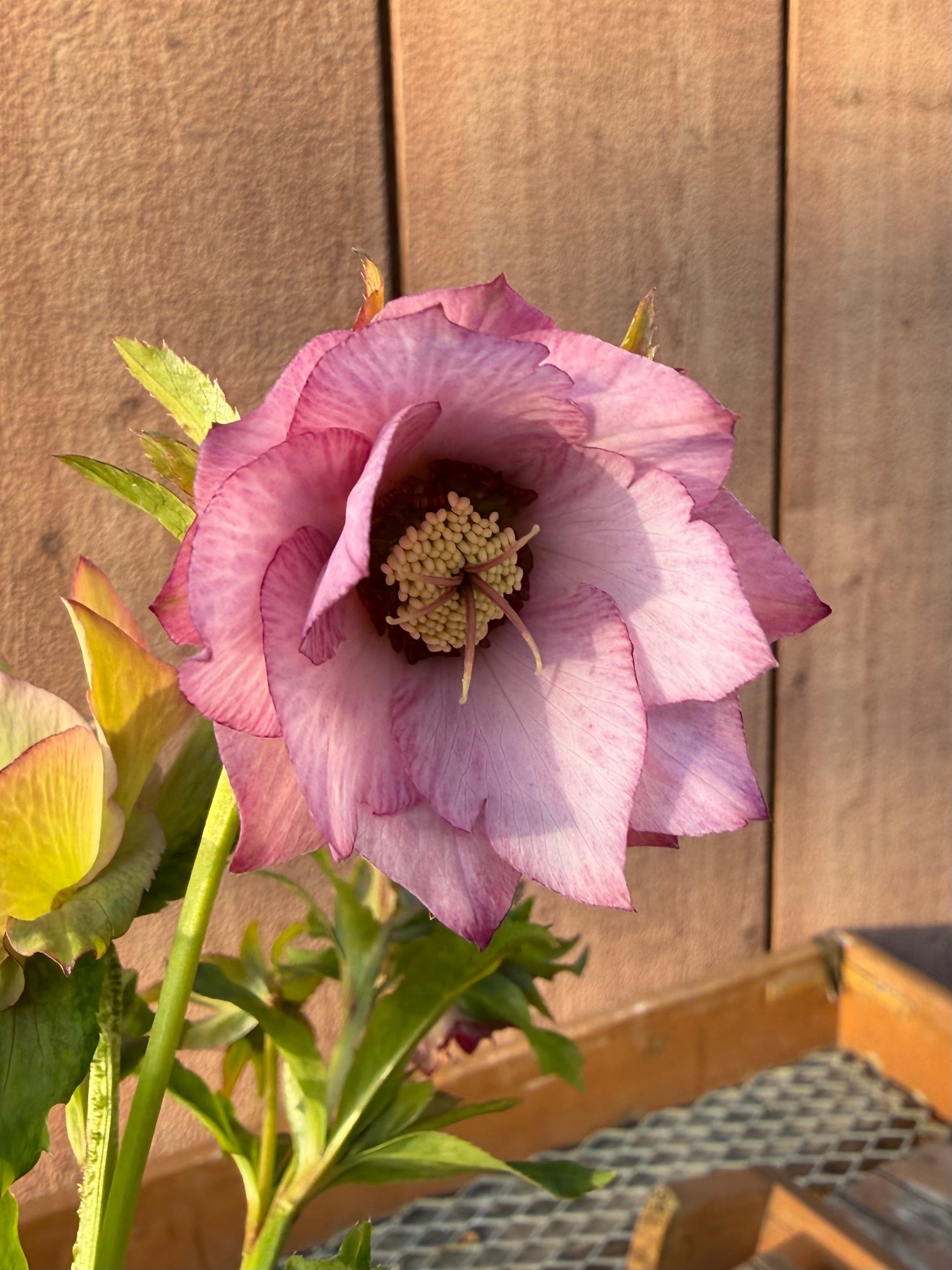 シャルウィダンスピンク 若泉ファーム クリスマスローズ【Wa08】送料