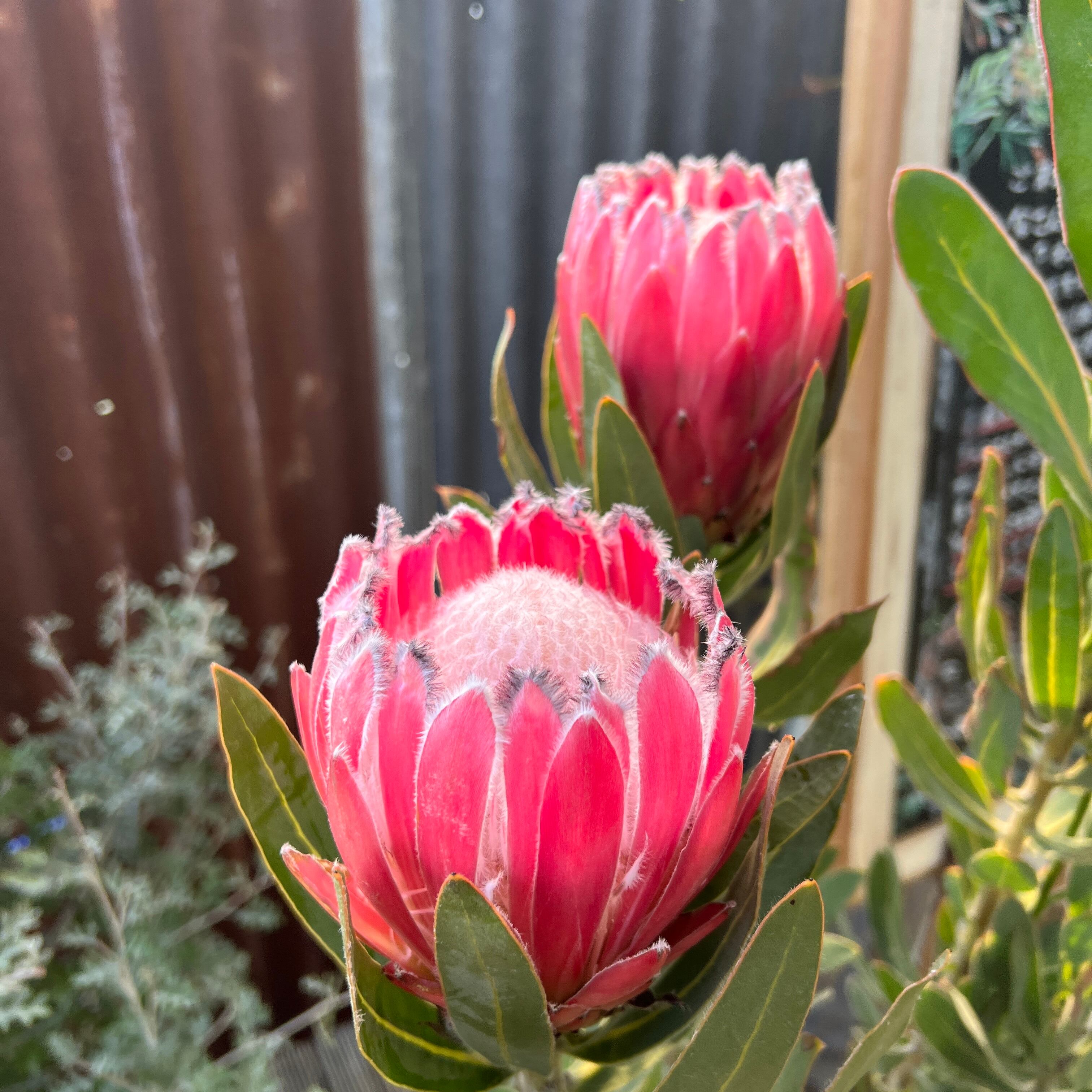 プロテアオーストラリスピンク　希少3フラワー プロテアオーストラリスピンク 希少3フラワー プロテア オーストラリス