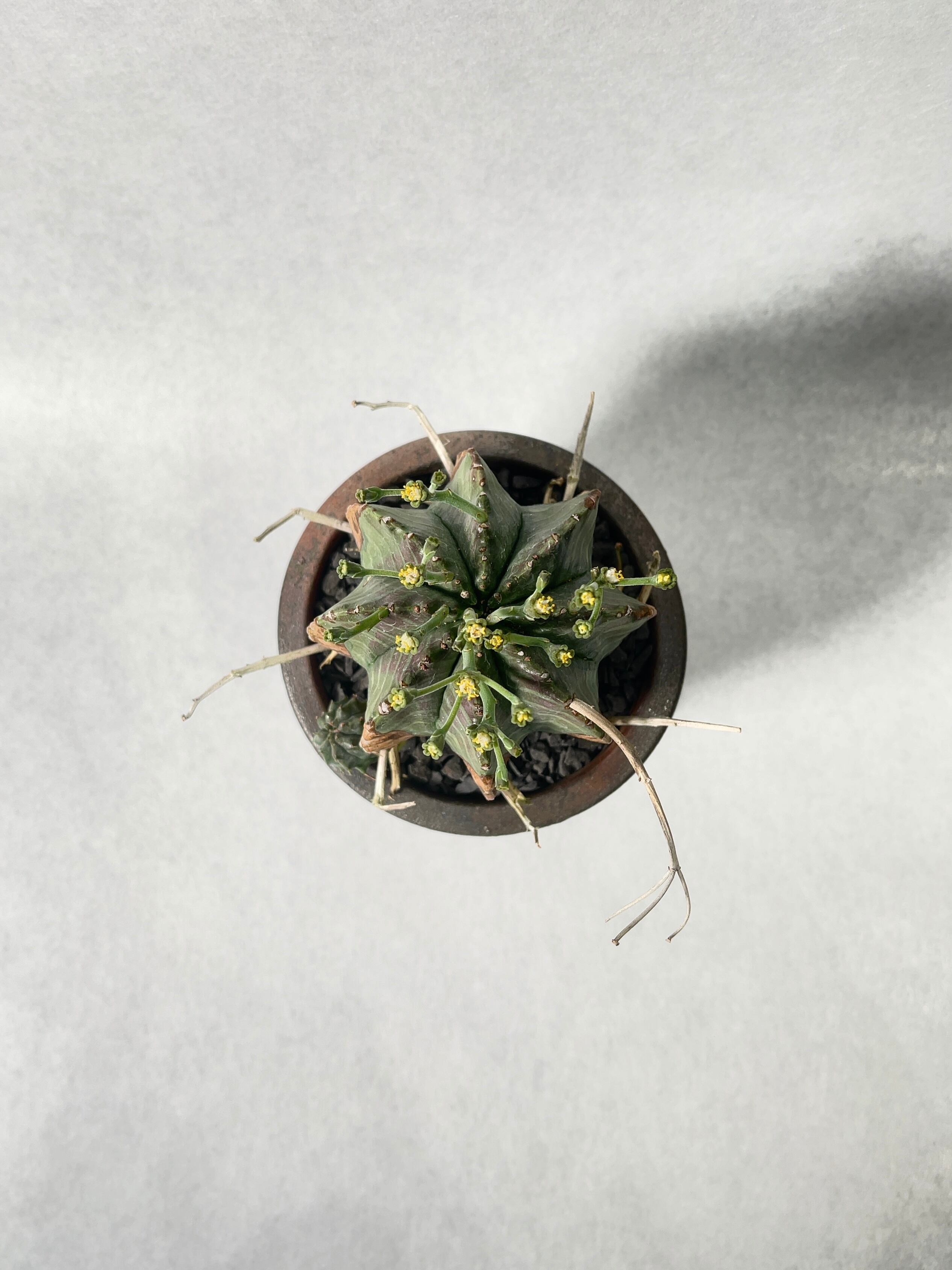 ブラックバリダ×スーパーバリダ　親株　③ ブラックバリダ×スーパーバリダ 親株 子株付 ① 2025年最新】スーパー