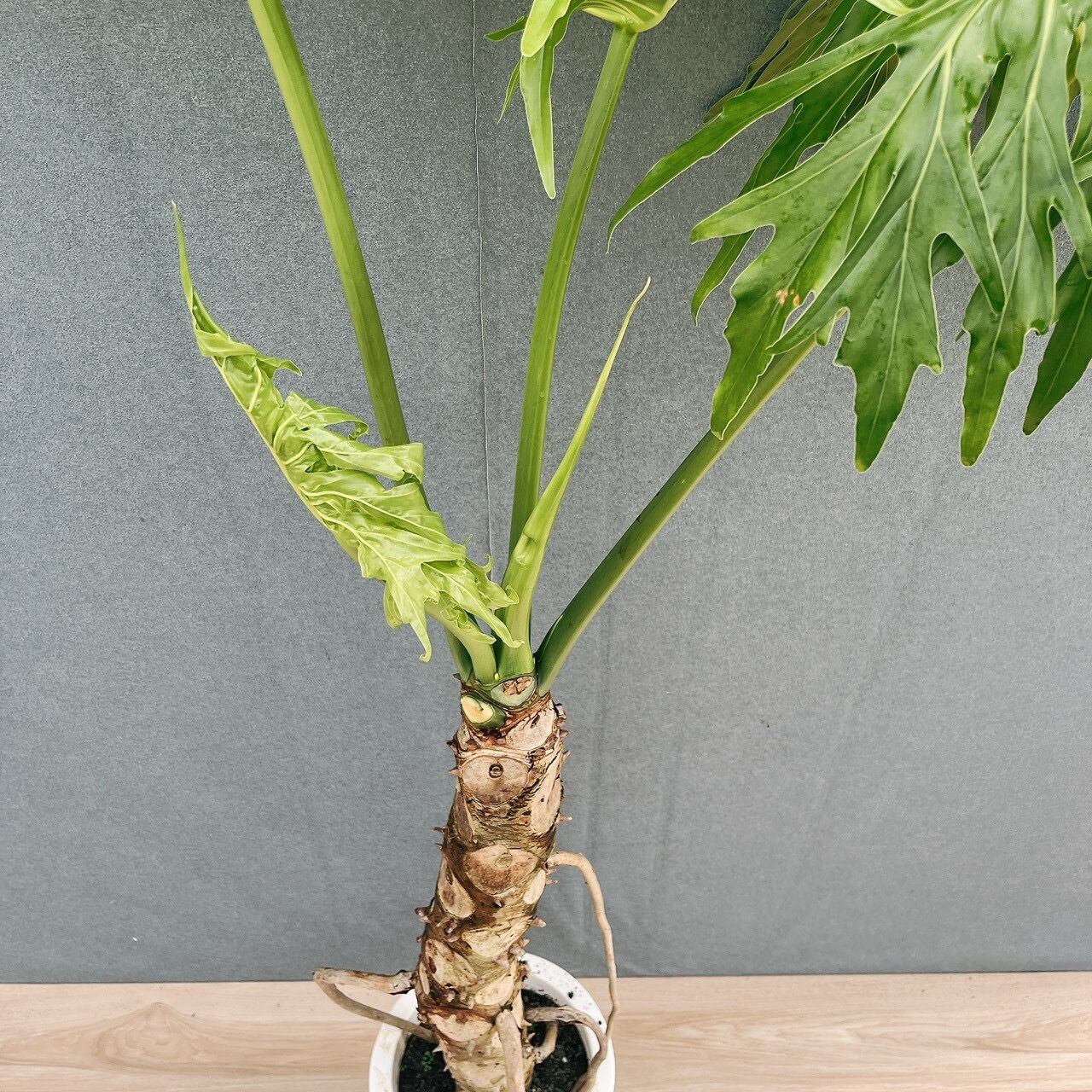 現品］9番 フィロデンドロン セローム 幹上がり 8号 観葉植物 大型