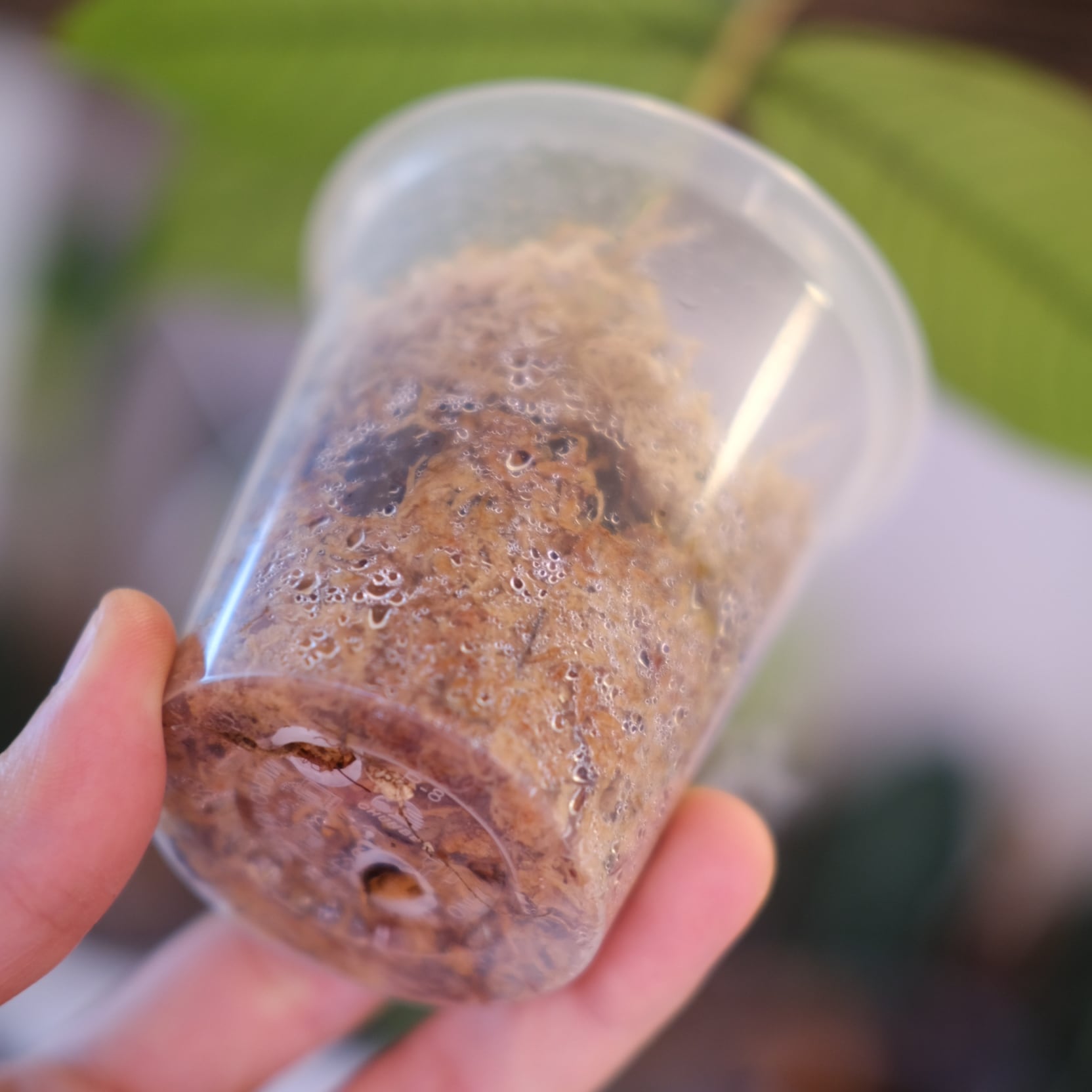 Syzygium jiewhoei｜シジギウム ジエホエイ②｜希少フトモモ科植物