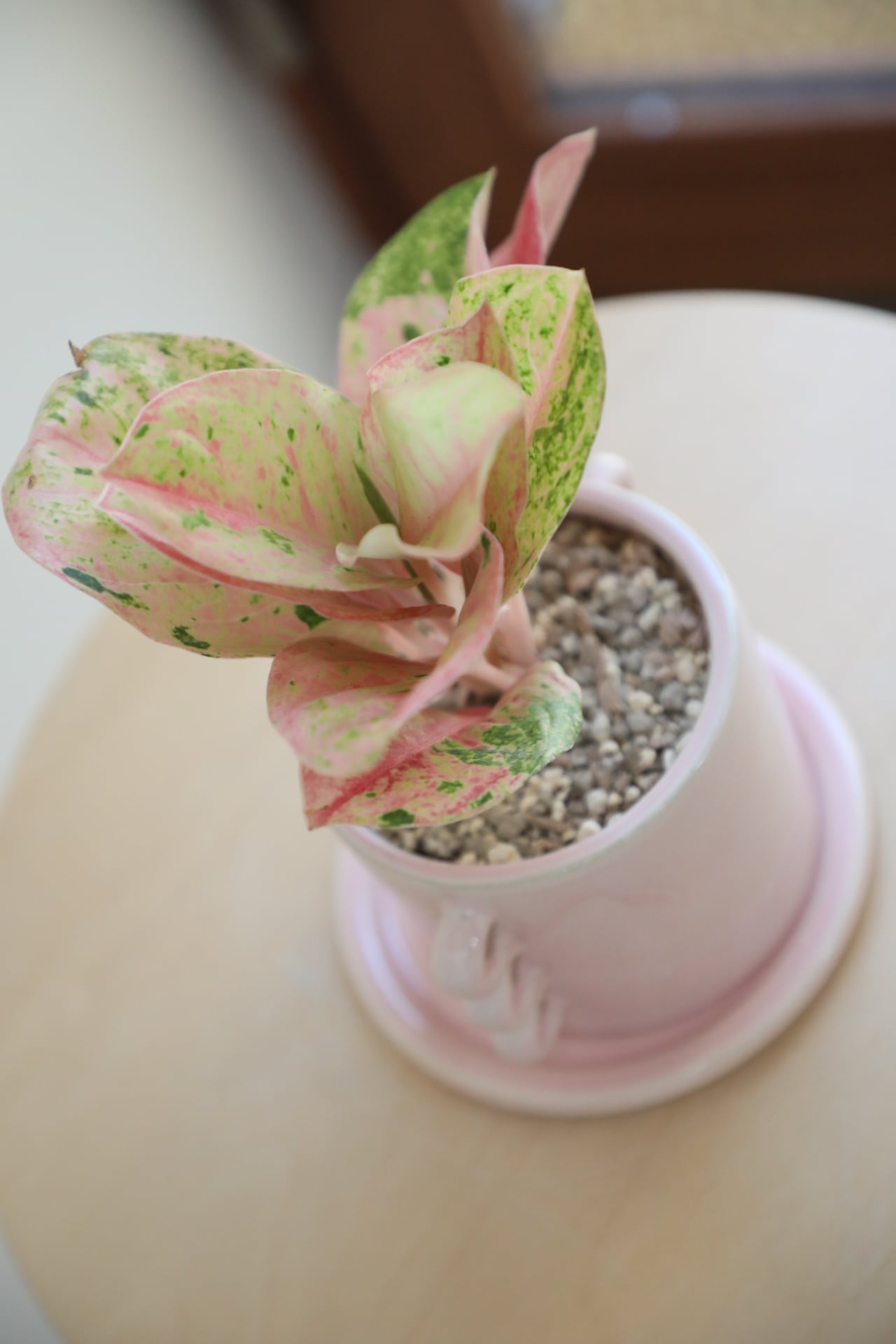 M】アグラオネマ ピンクイメリタスローズ/Aglaonema | 【厳選植物・器