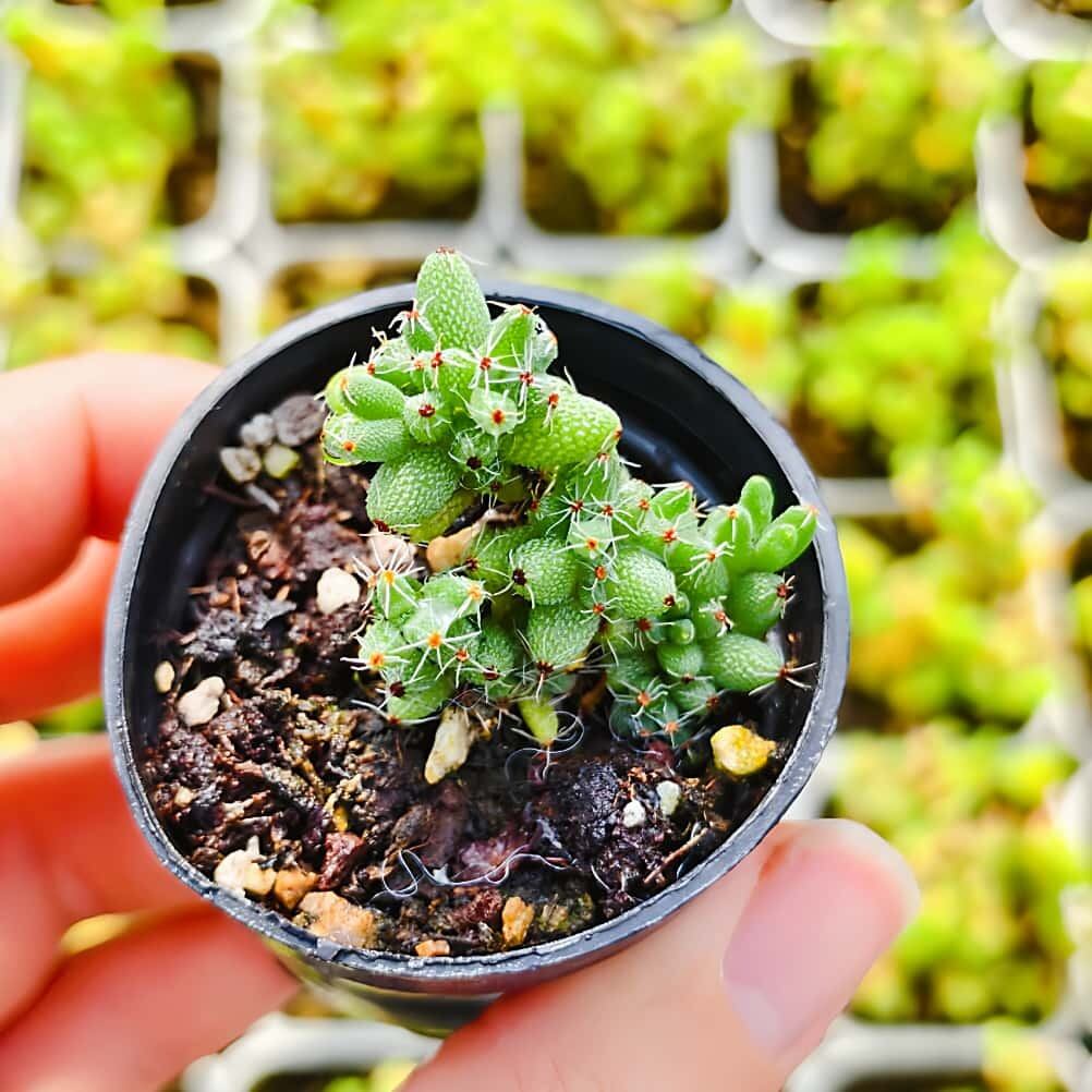 農園直売 多肉植物 寄せ植え レッドベリー錦（群） 観葉植物