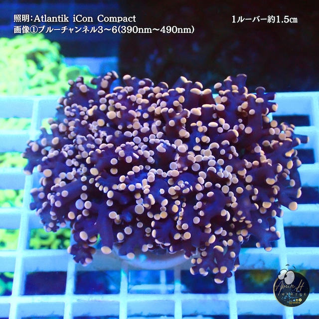 Honey Tip Octo Coral｜ホンタコアシサンゴ02【Coral Garden SORAAI】