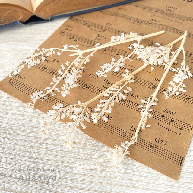 【 2026年カタログ掲載外商品 】リトルベル　オフホワイト　＜プリザーブド加工＞