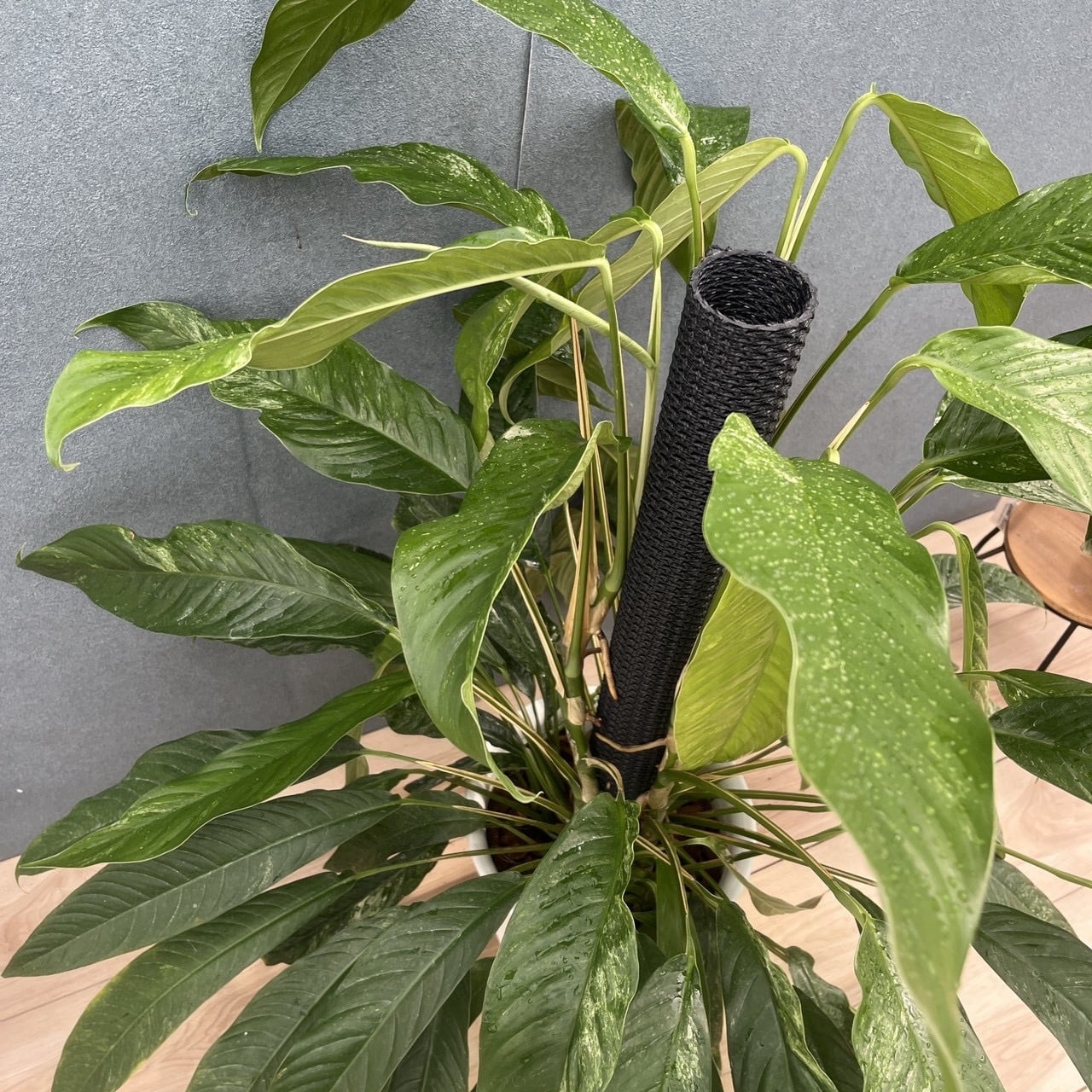 現品］【希少】9番 ラフィドフォラ メガスペルマ 斑入り 8号 観葉植物
