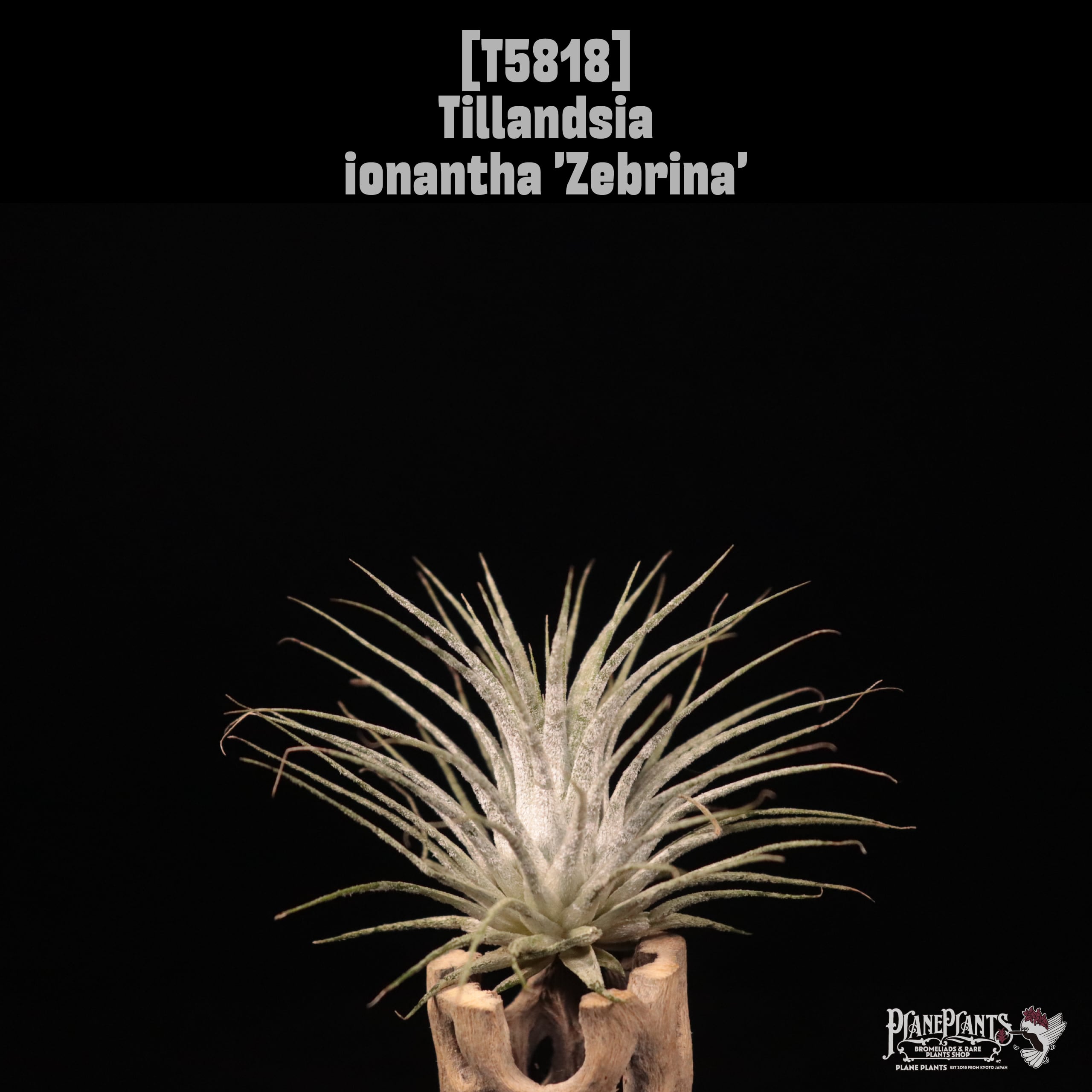 ionantha | plane plants