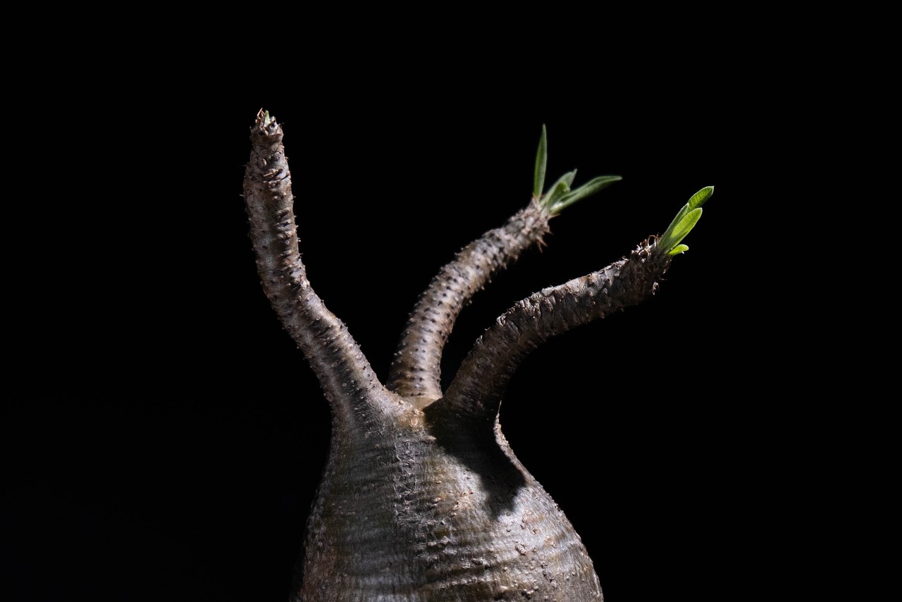 Pachypodium Gracilius#2