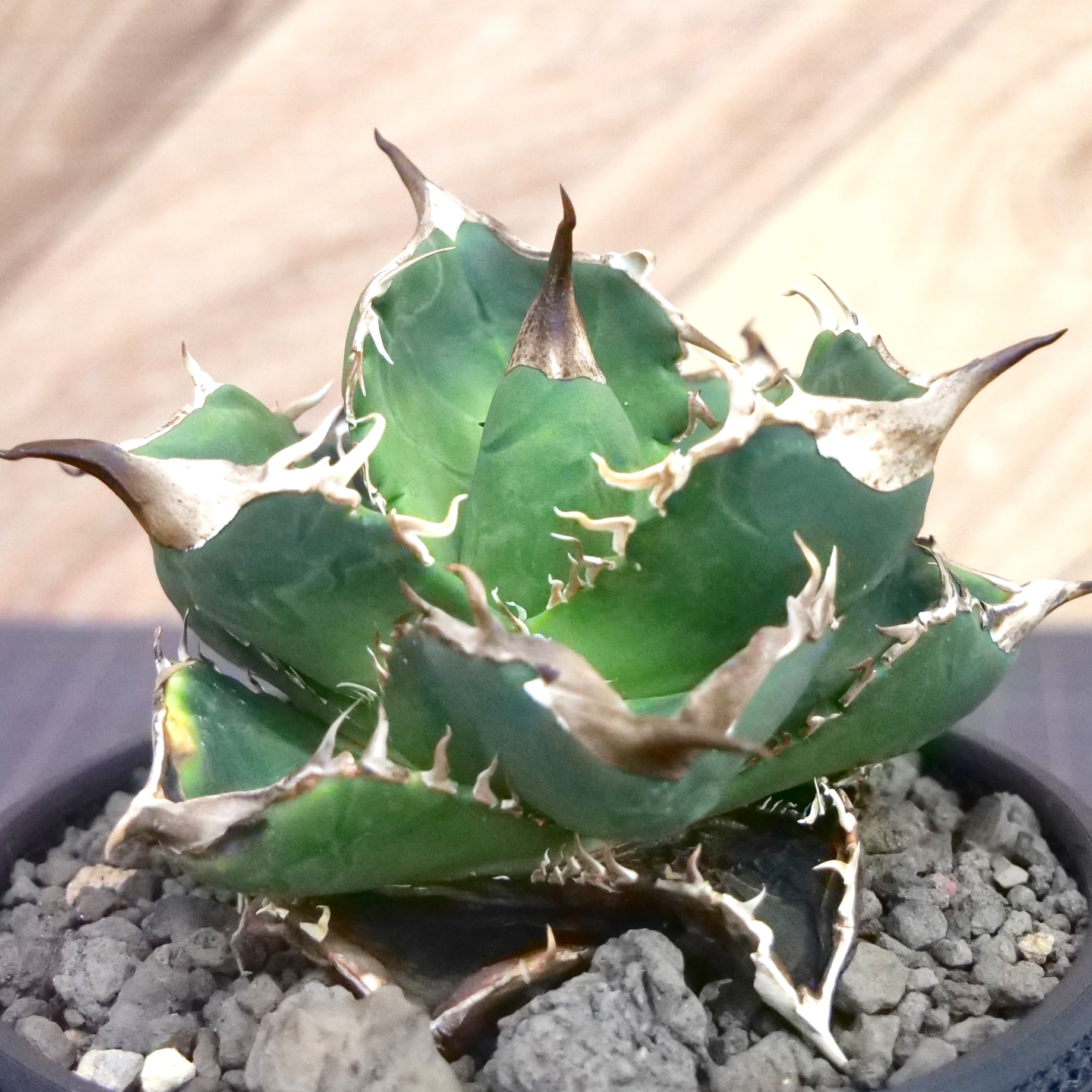 Agave Titanota 緑幽霊 (Green Ghost) アガベ チタノタ / 中株(4号鉢