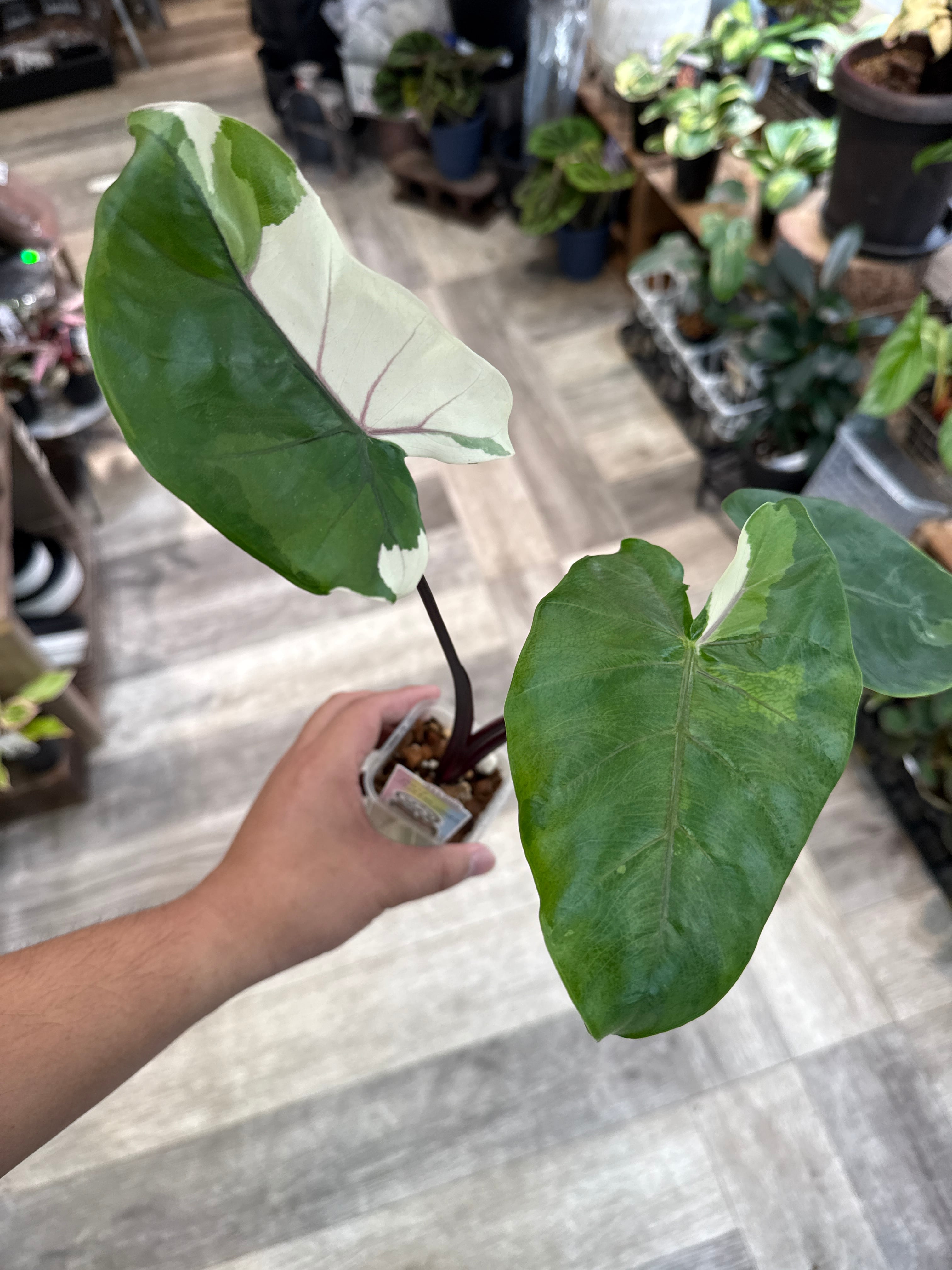 アロカシアブラックステムバリエガータ アロカシア ブラックステムバリエガータ | Gardenえん 【観葉熱帯植物】