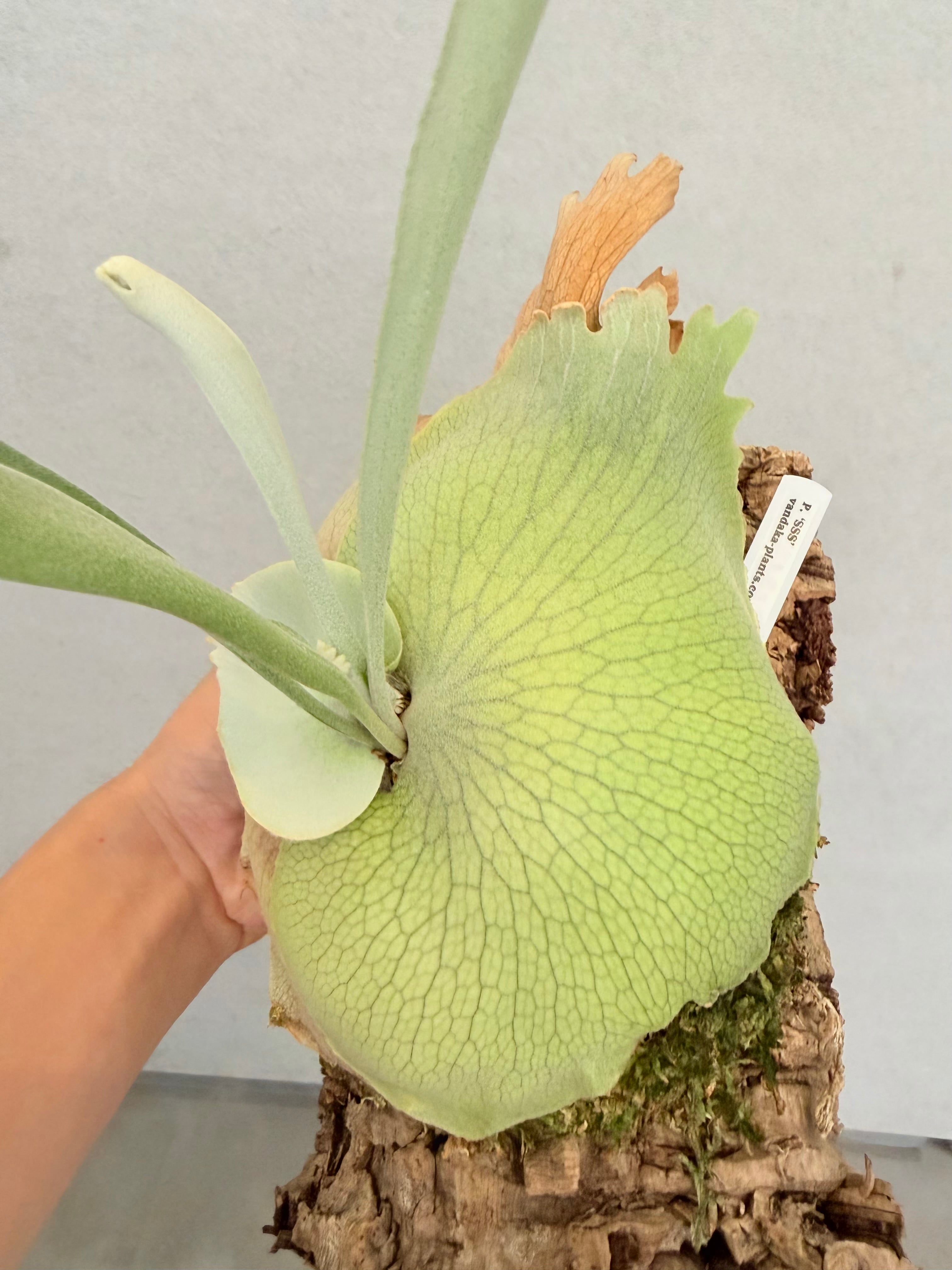 a) P. 'SSS' ビカクシダ | vandaka plants