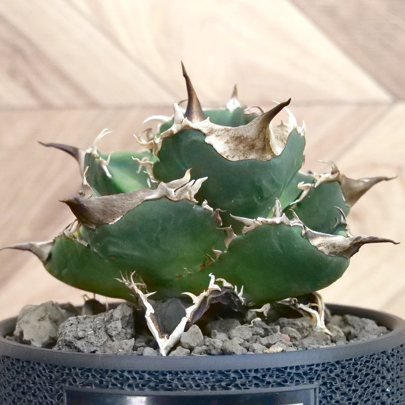 アガベ　チタノタ　オテロイ　緑幽霊　太バンド　コンパクト 1 Agave Titanota 緑幽霊 (Green Ghost) アガベ チタノタ / 中株(4号鉢