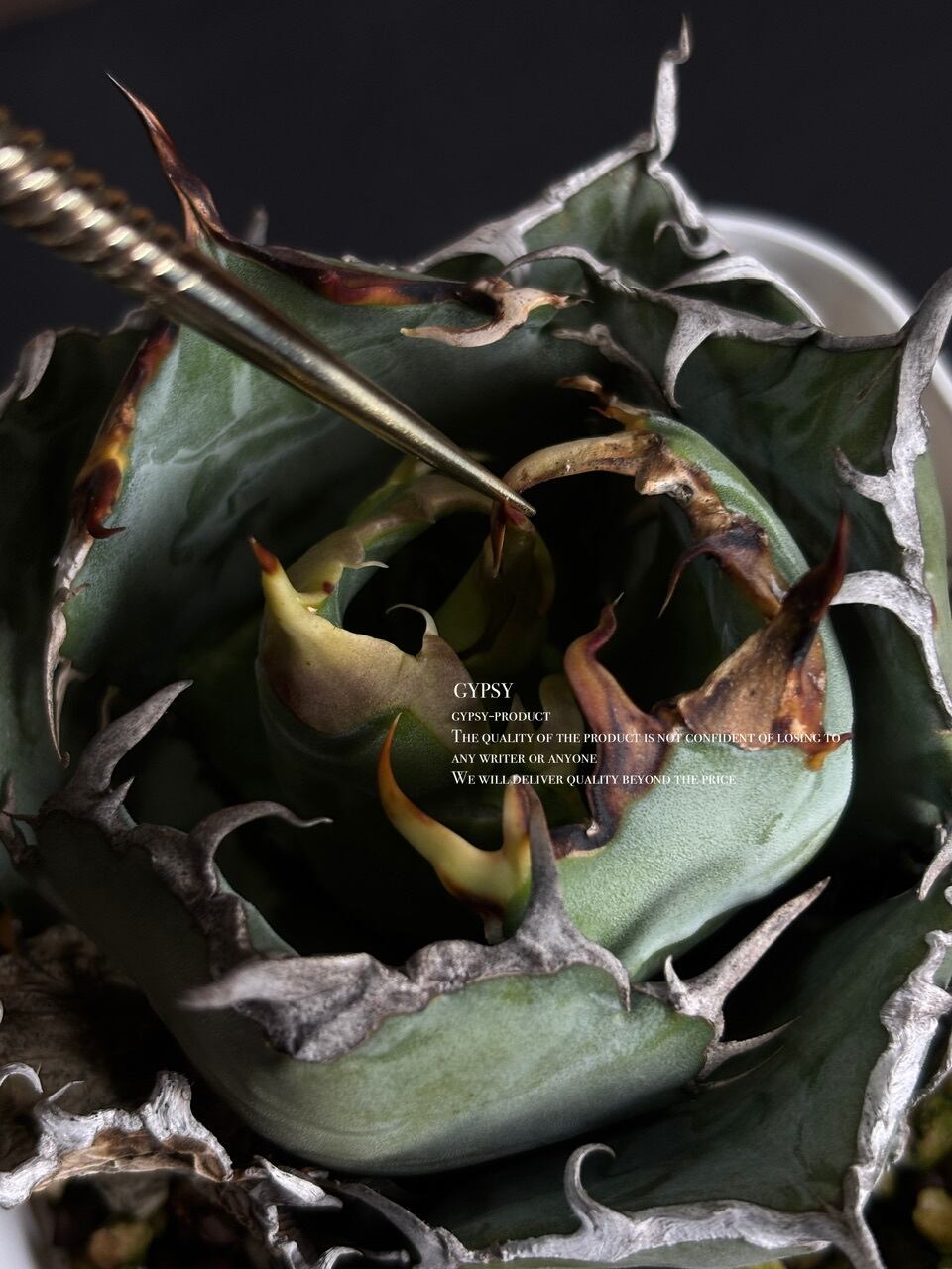 spiral spare 4.0 | Gypsy × RECLAIM