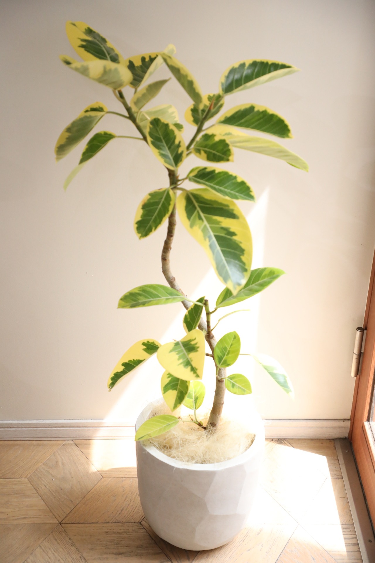 【L】【渋谷区周辺エリア/配送料無料】【110cm】フィカス アルテシマ/Ficus Altissima　※鉢カバー別