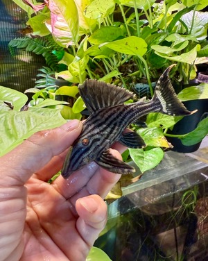 ワイルド・ロイヤルプレコ