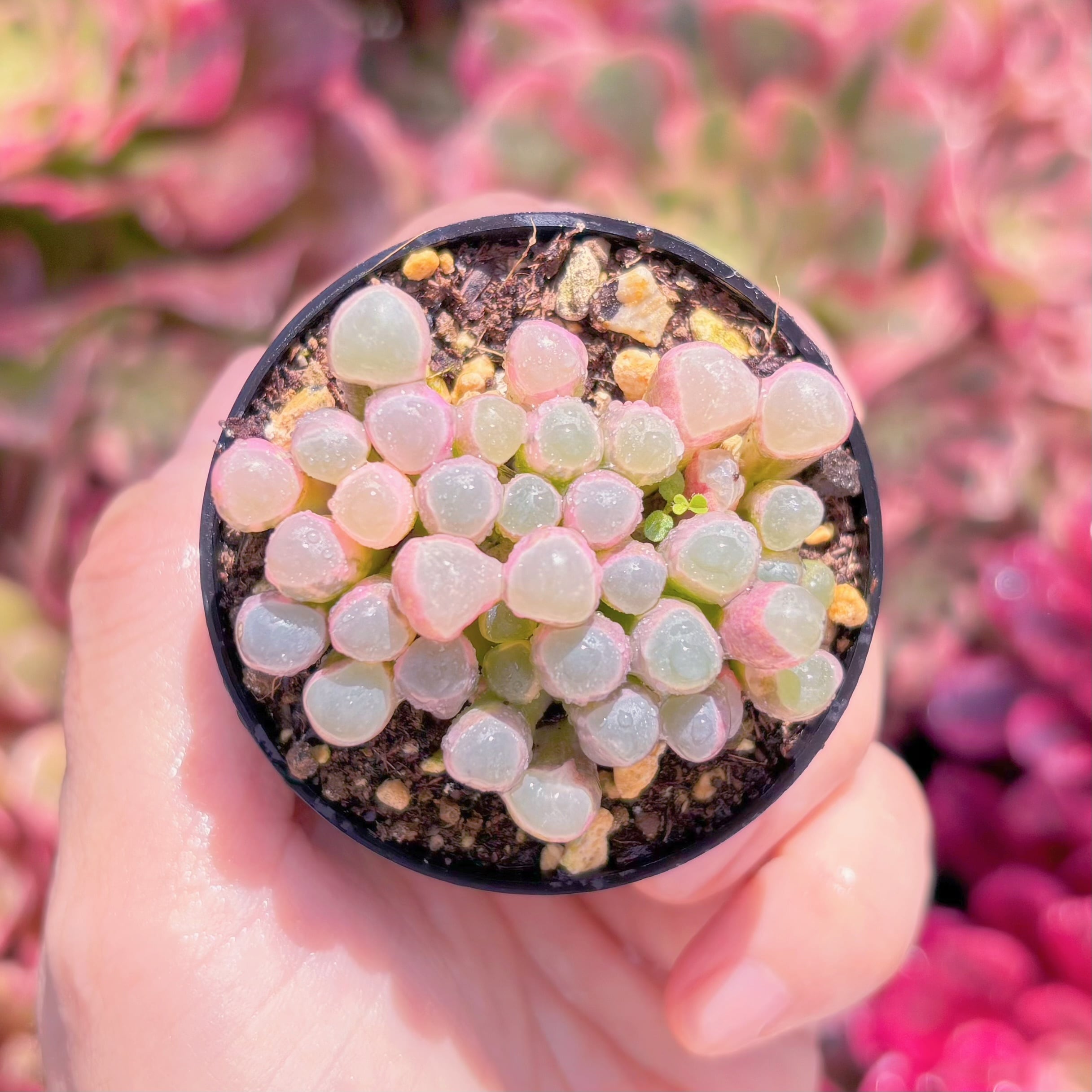 現品　五十鈴玉錦#K105　群生　美苗　希少　新入荷　るる農園