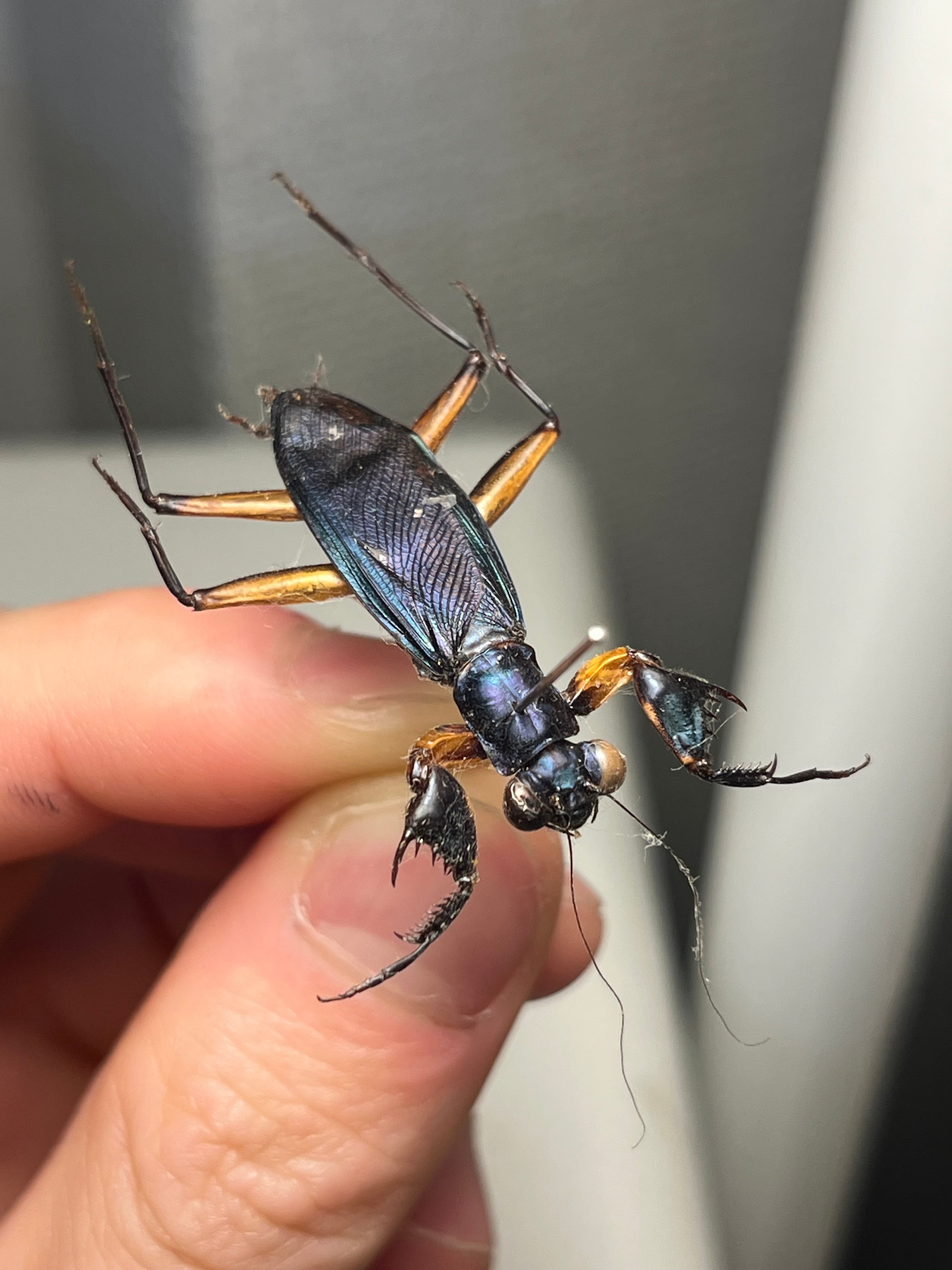 カマキリ | オモニキチュウ