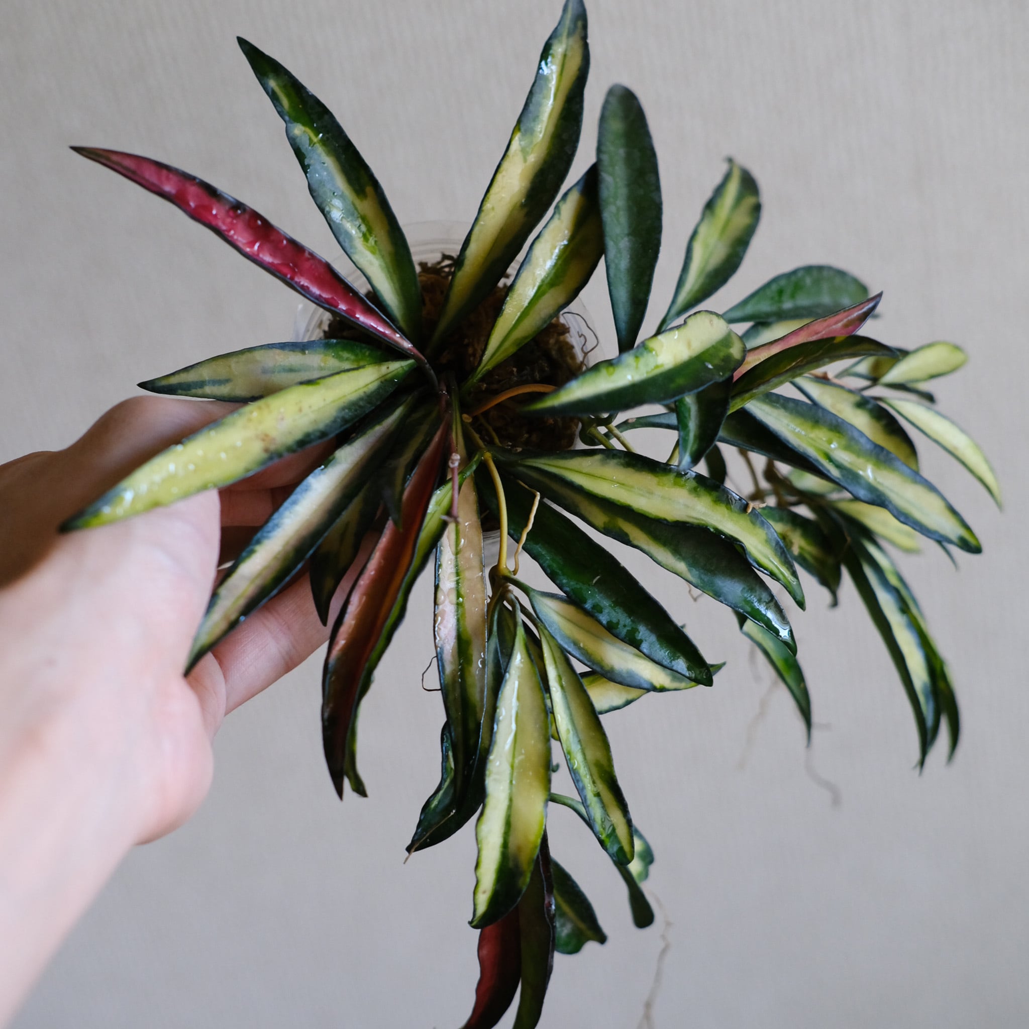 SELECT STOCK> Hoya wayetii variegated 'Tricolor'｜ホヤ・ワイエティ