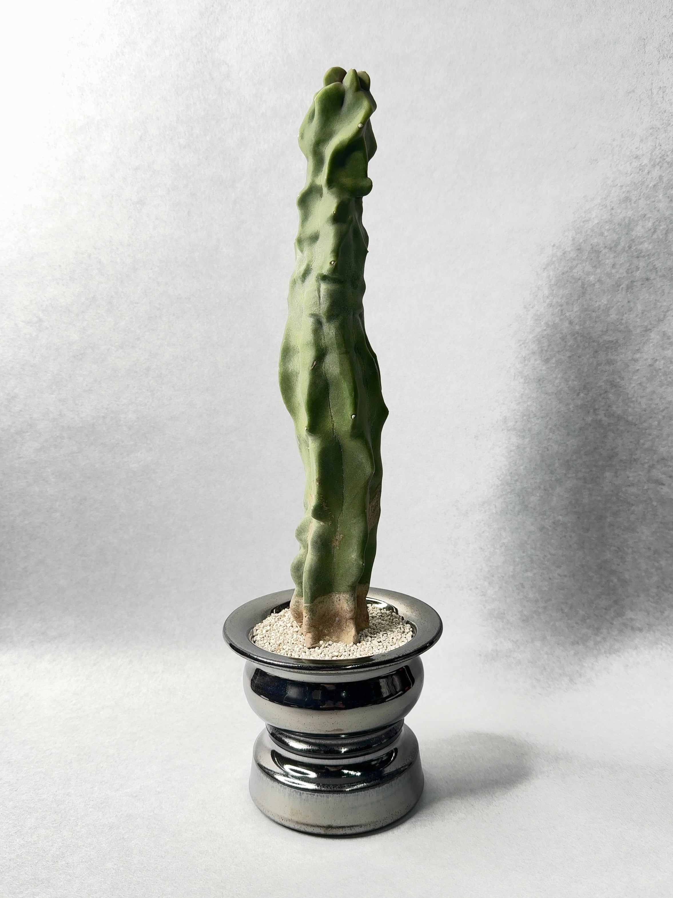 ペレキフォラ・銀牡丹 | trigger