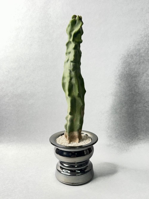 ロホセレウス・福禄寿