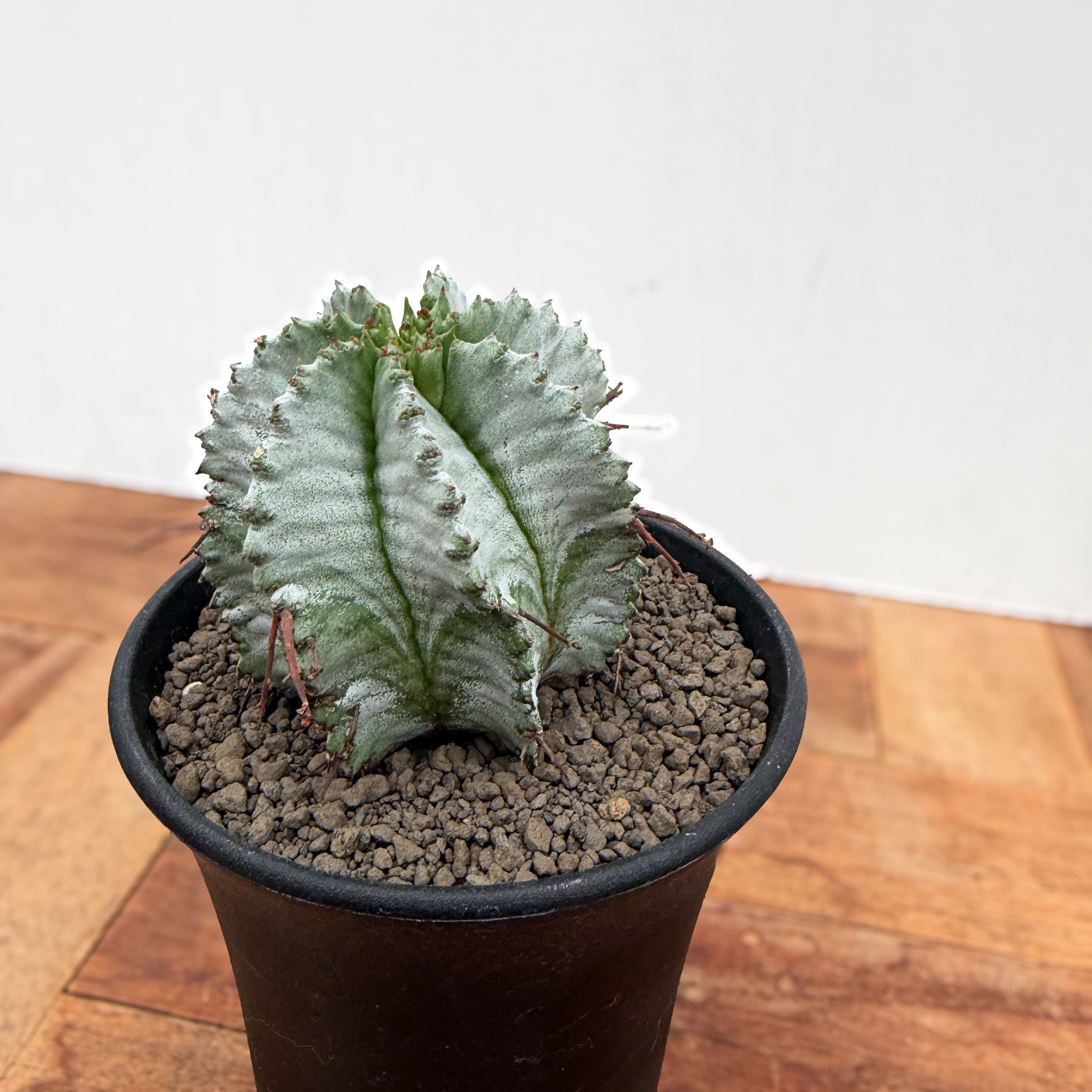 Euphorbia hyb. horrida【ユーフォルビア・玉型白ホリダ】 | RIMO'S