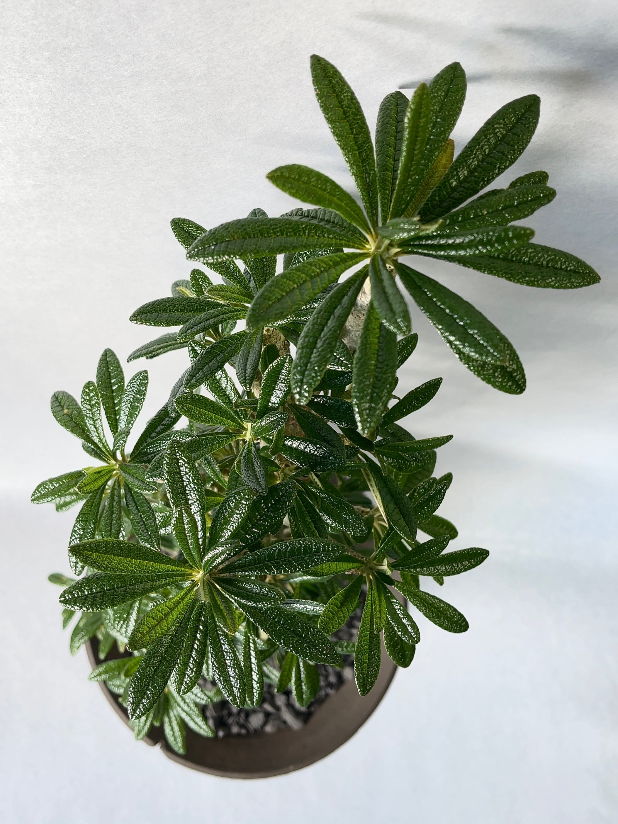 ドルステニア・ギガス | trigger