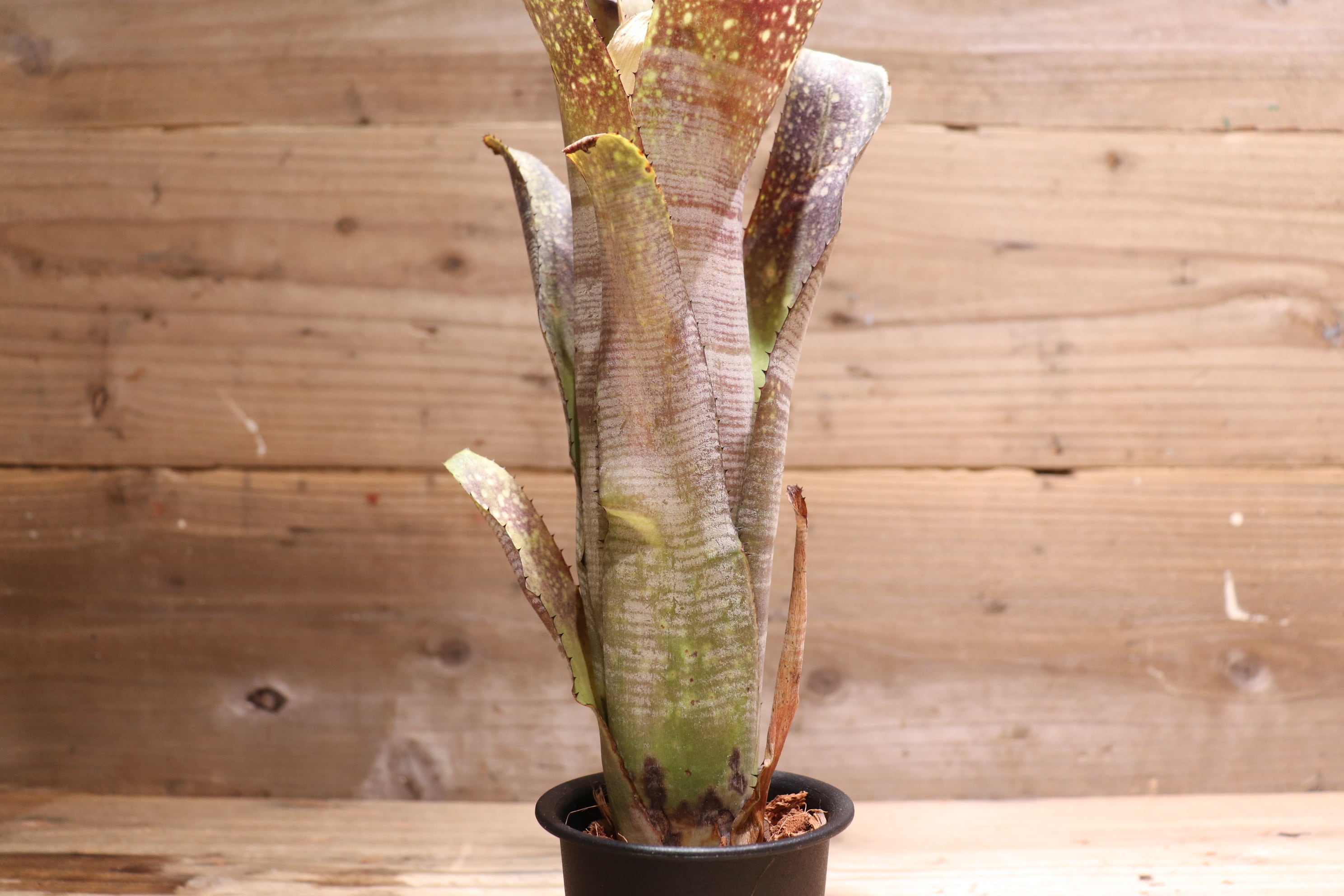 送料無料】 Billbergia 'Rings of Saturn'〔ビルベルギア〕現品