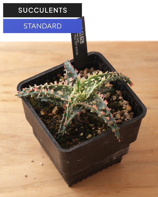 抜き苗 アロエ TCT ラズライト Aloe 'Lazurite'
