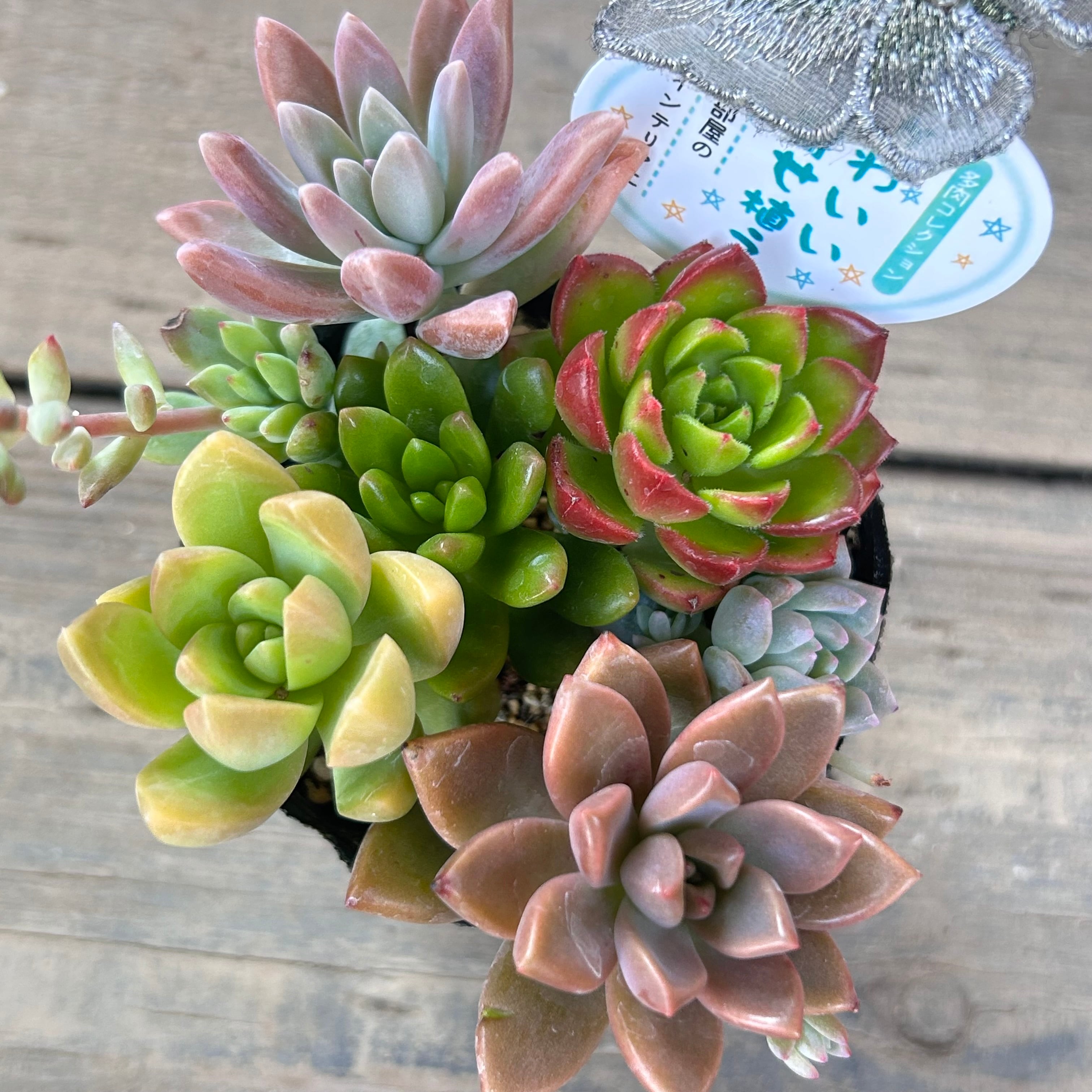 可愛い寄せ植え(6種類) | RuPo 多肉植物専門店