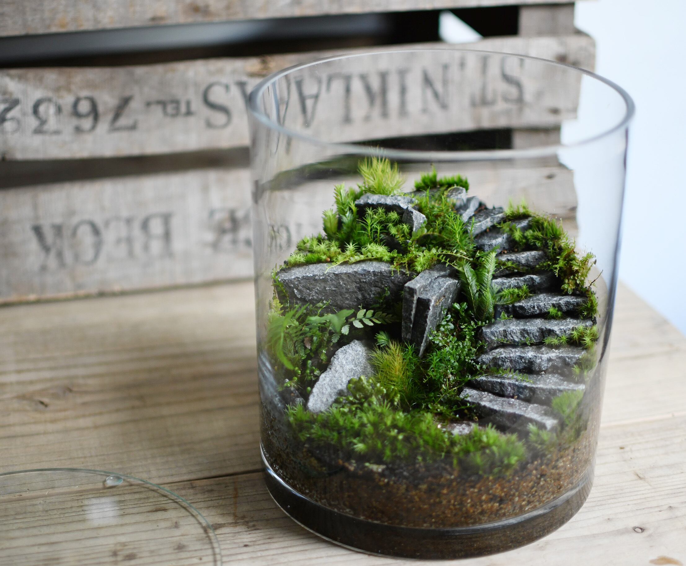 オーダー参考】遺跡 | 苔テラリウム専門ショップ道草
