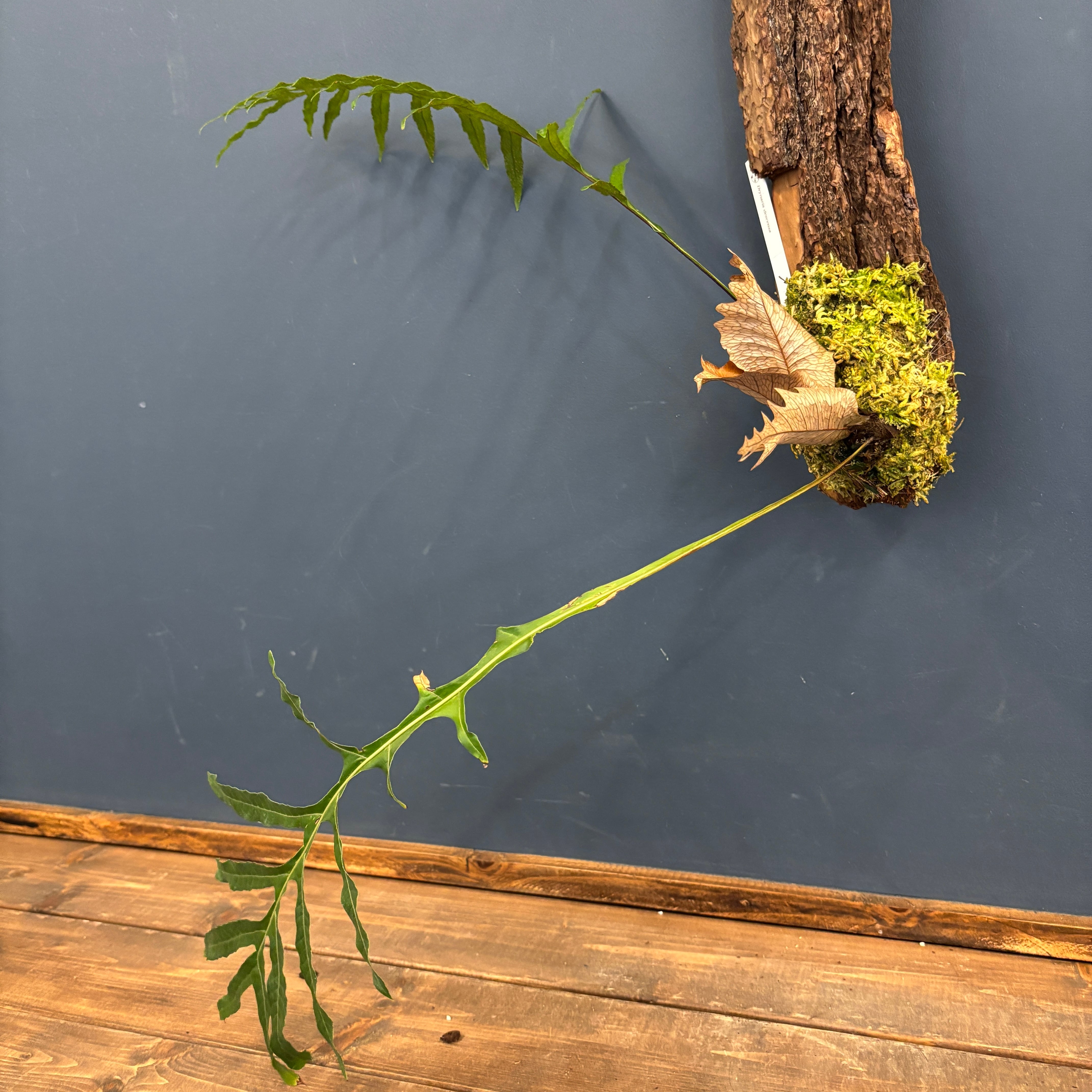 ドリナリア デスケンサ【991】 | PROTOLEAF プロトリーフ