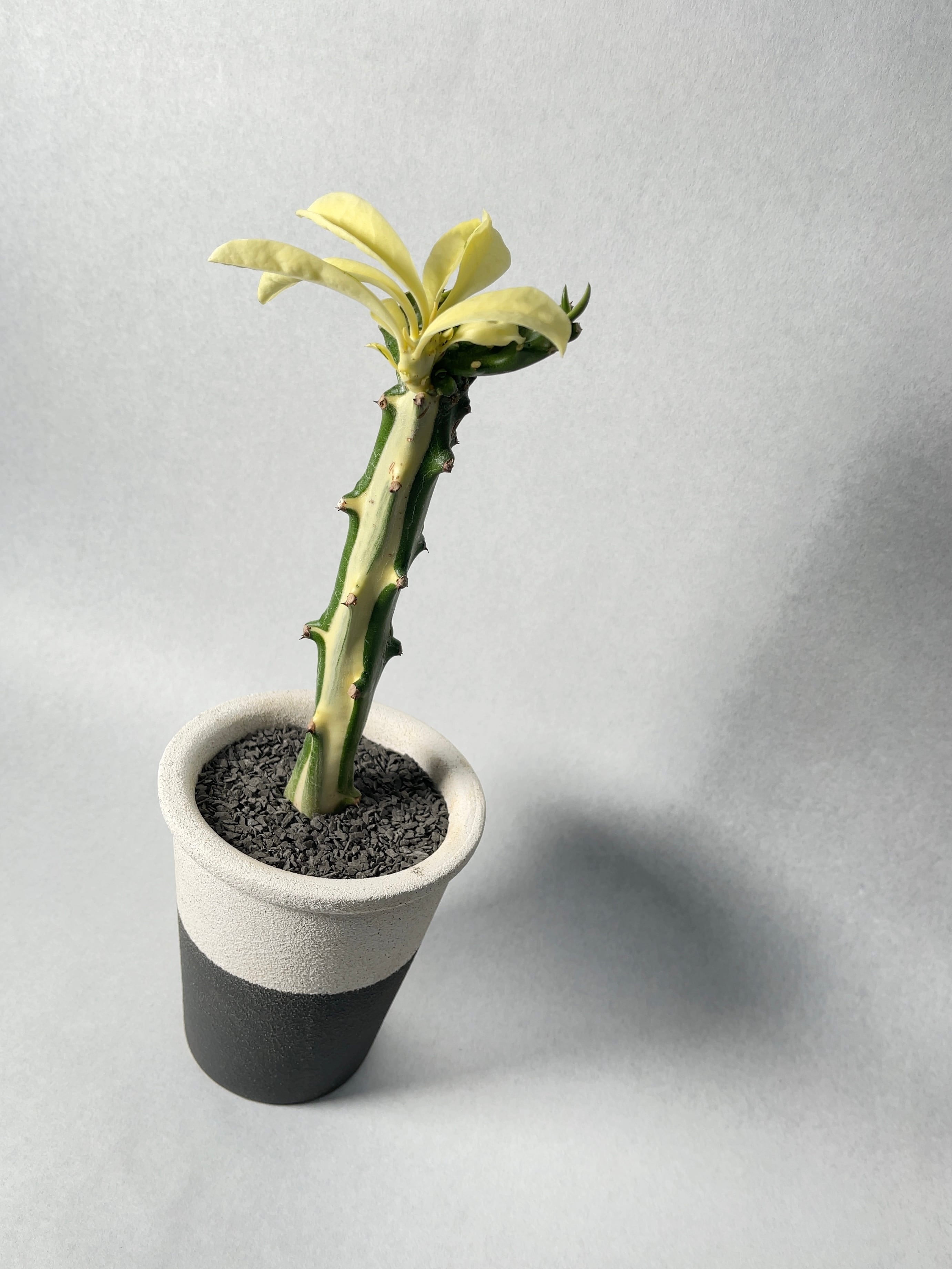 ユーフォルビア・キリン角錦綴化 | Pay ID