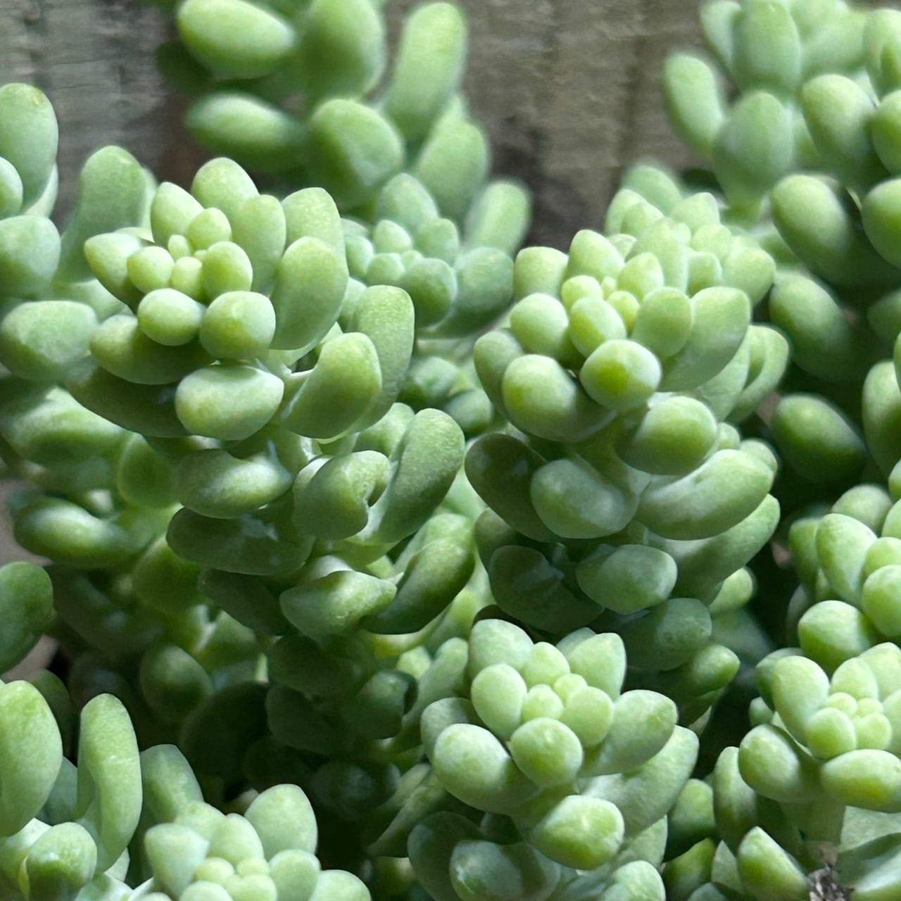 新玉つづり | RuPo 多肉植物専門店