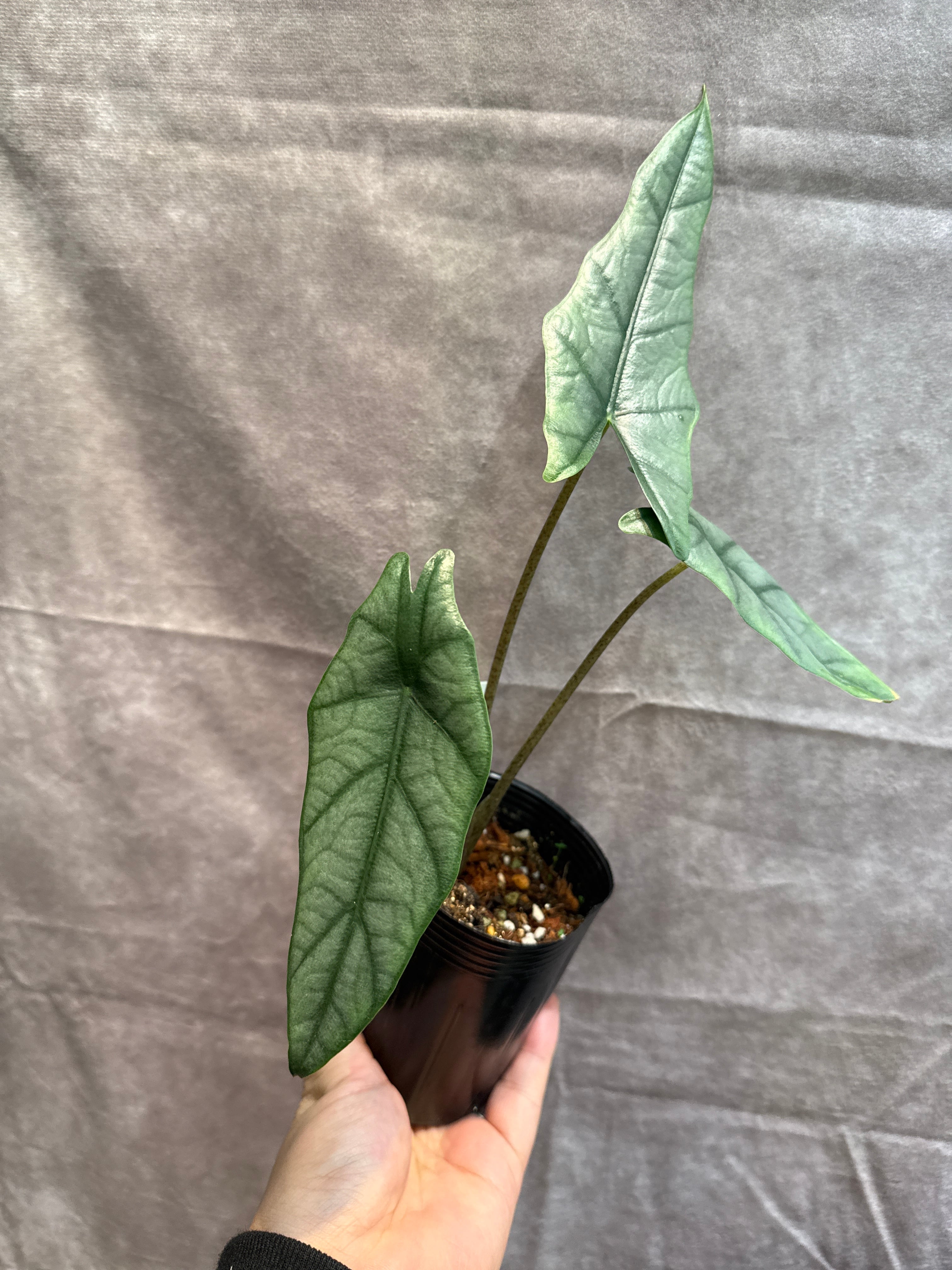 アロカシア ヘテロフィラ 'metallic blue' | Gardenえん 【観葉熱帯植物】