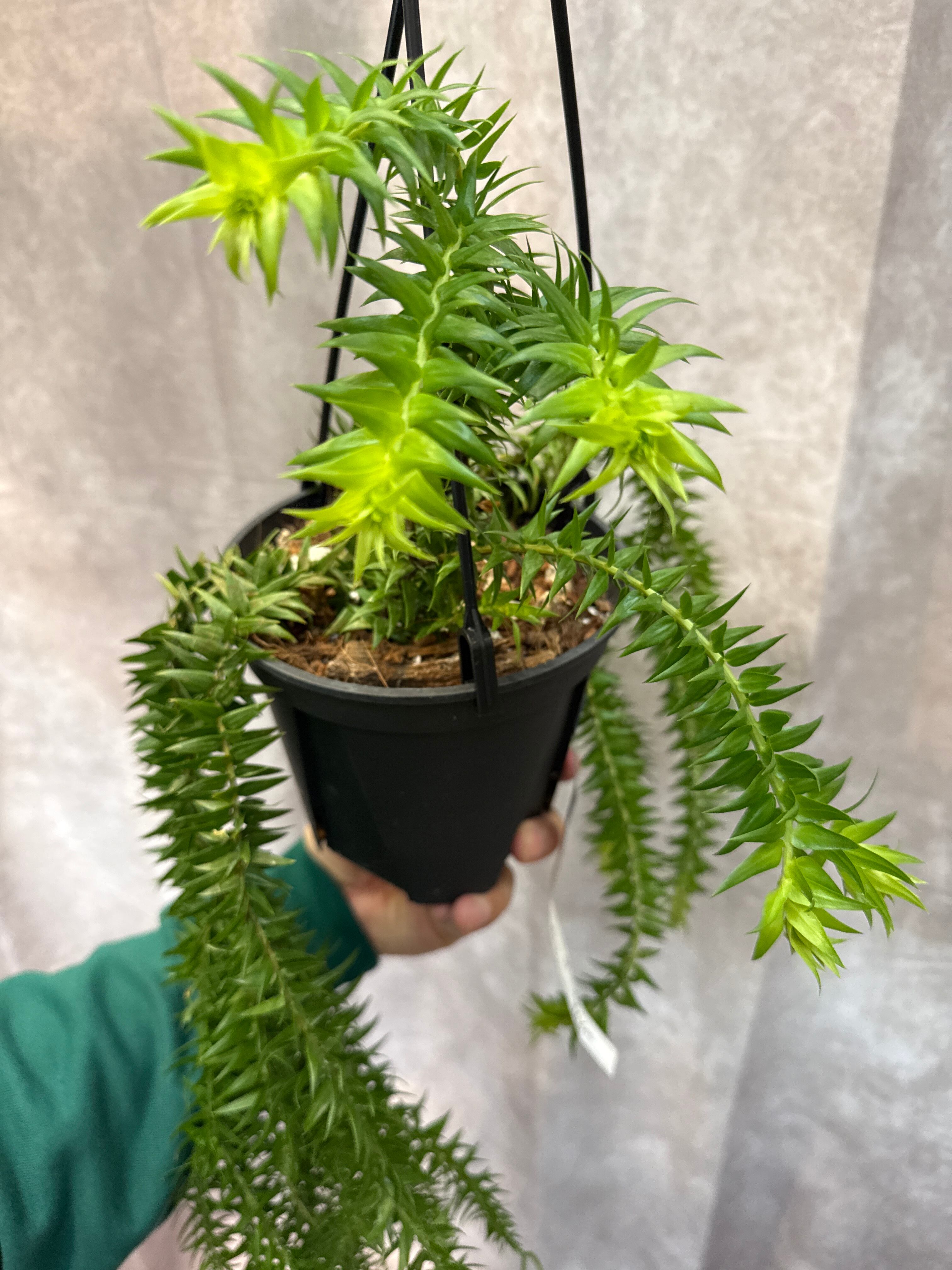 フペルジア ゴエベリーグリーン | Gardenえん 【観葉熱帯植物】