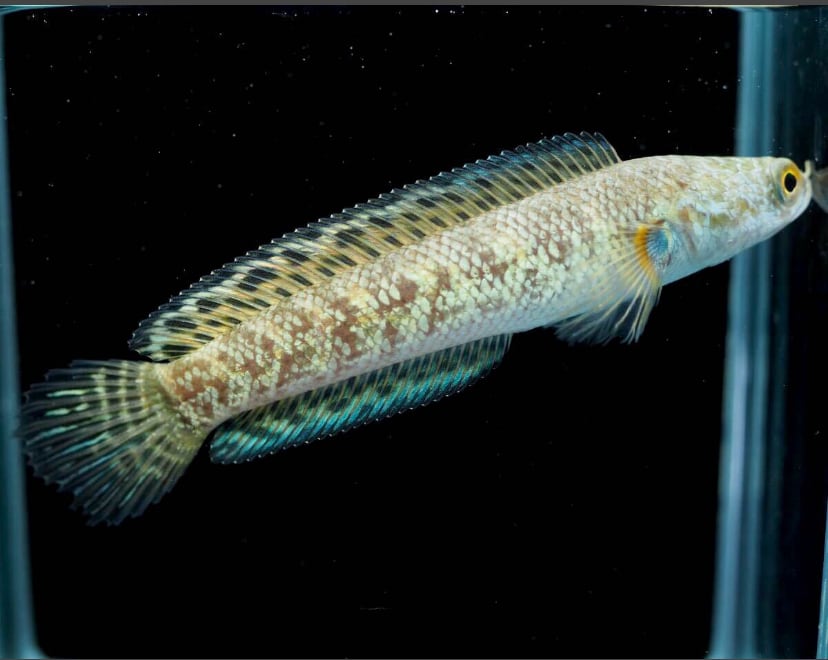 再出品！最終値下げバイオレットスネークヘッド