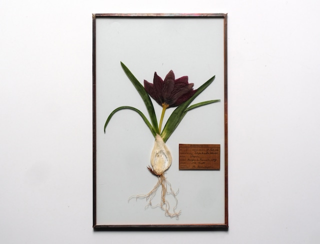 [ガラス・球根Fair] チューリップ テタテのガラス標本 18