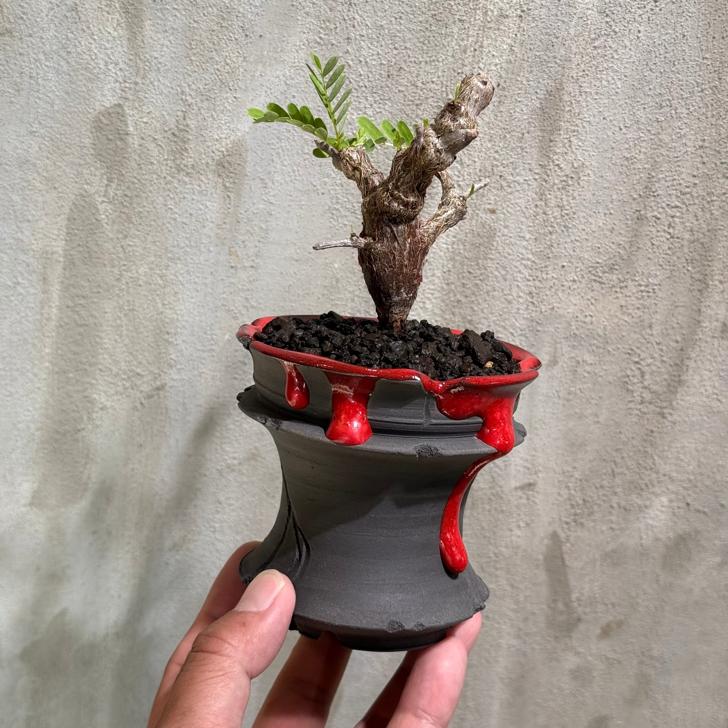 植物 | A-PLANTS