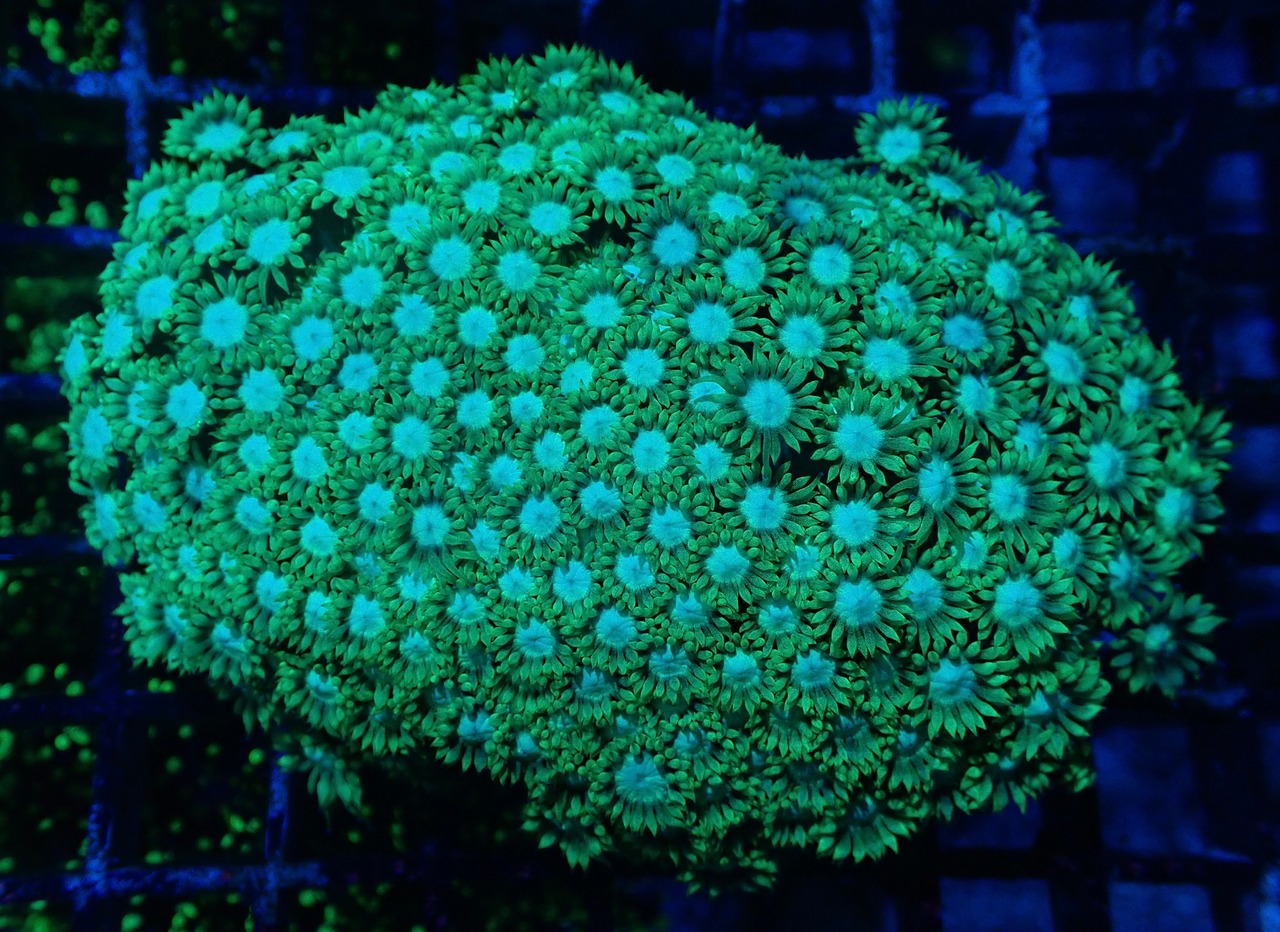 Goniopora Colony
