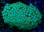 Goniopora Colony