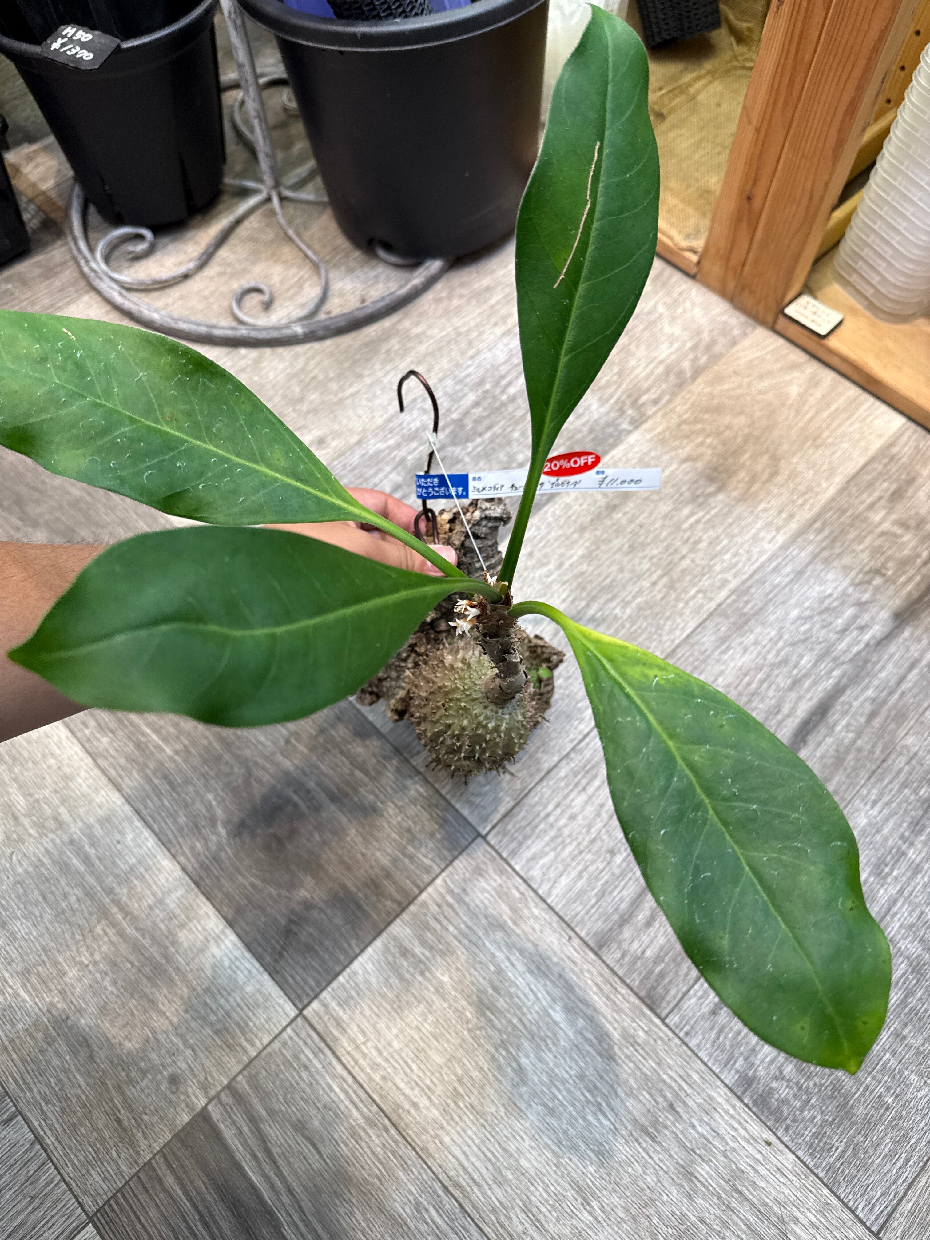 クッソニア スピカータ | Gardenえん 【観葉熱帯植物】